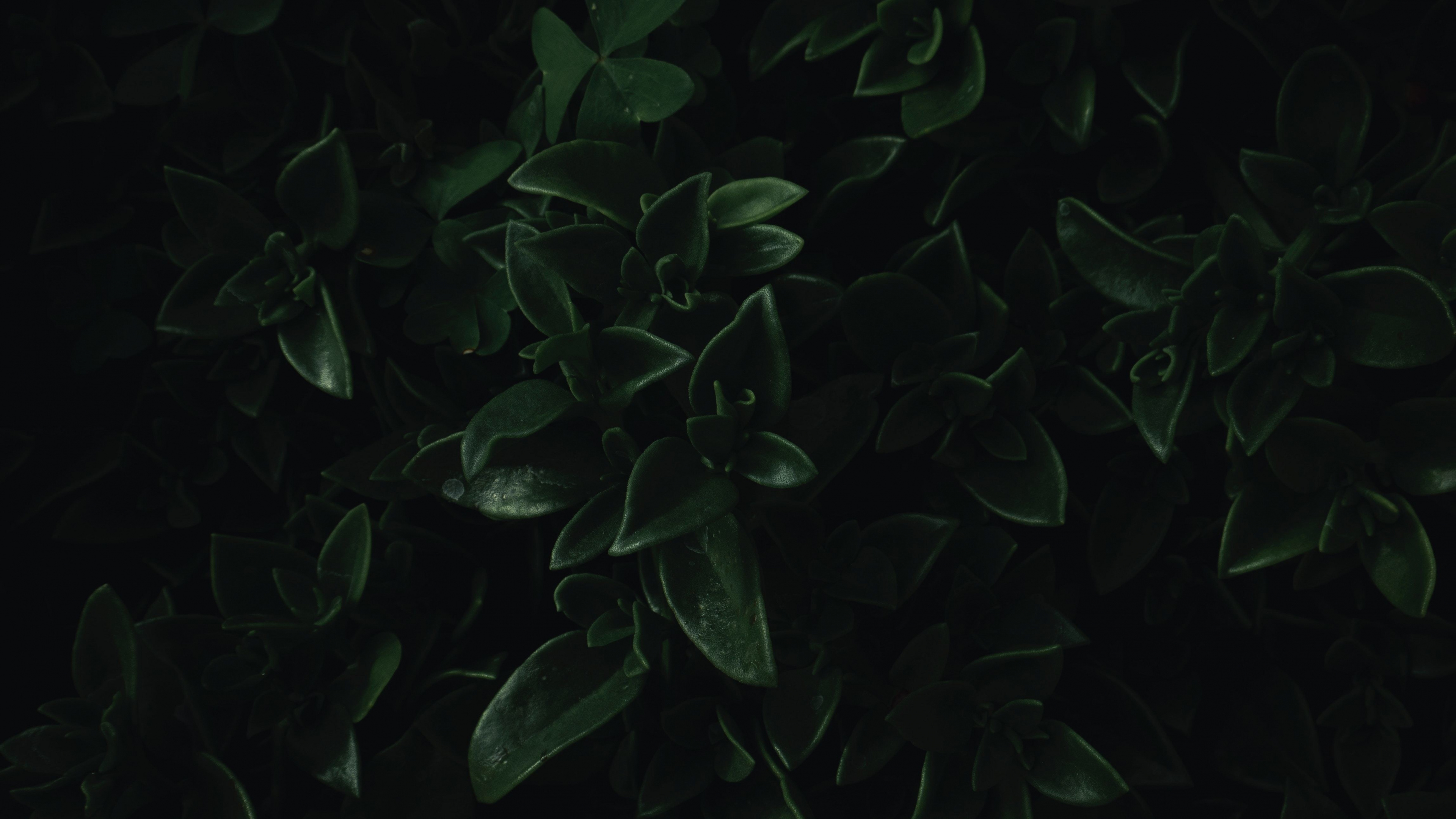 Dark Green Leaves Wallpapers Wallpaper Cave