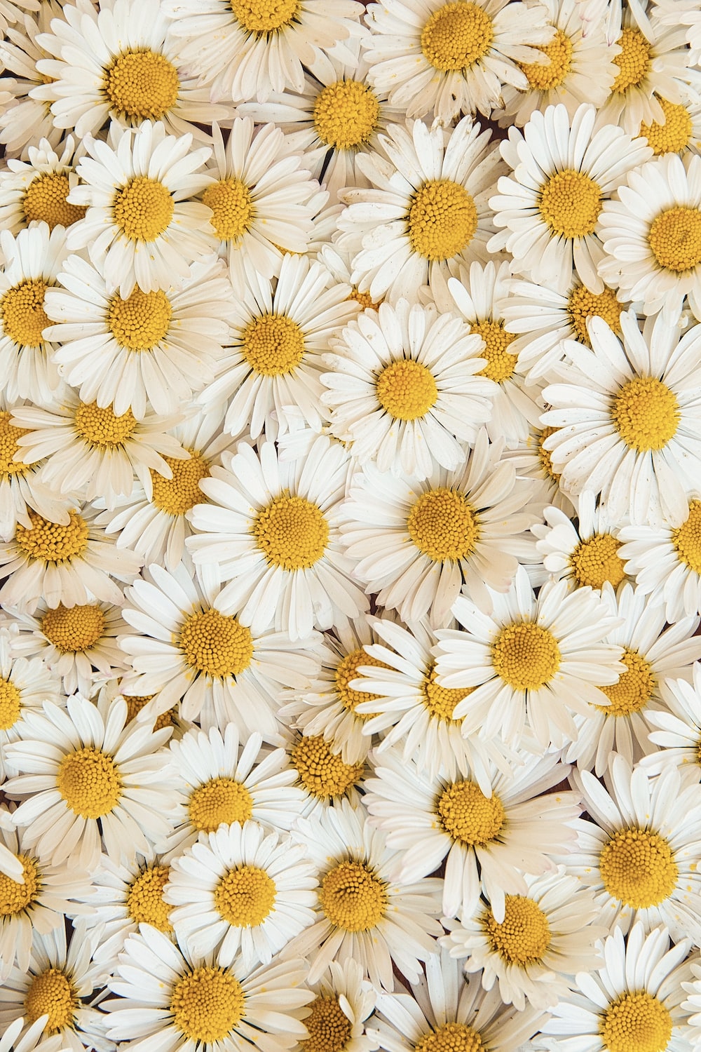 Aesthetic Daisy HD Wallpapers Wallpaper Cave