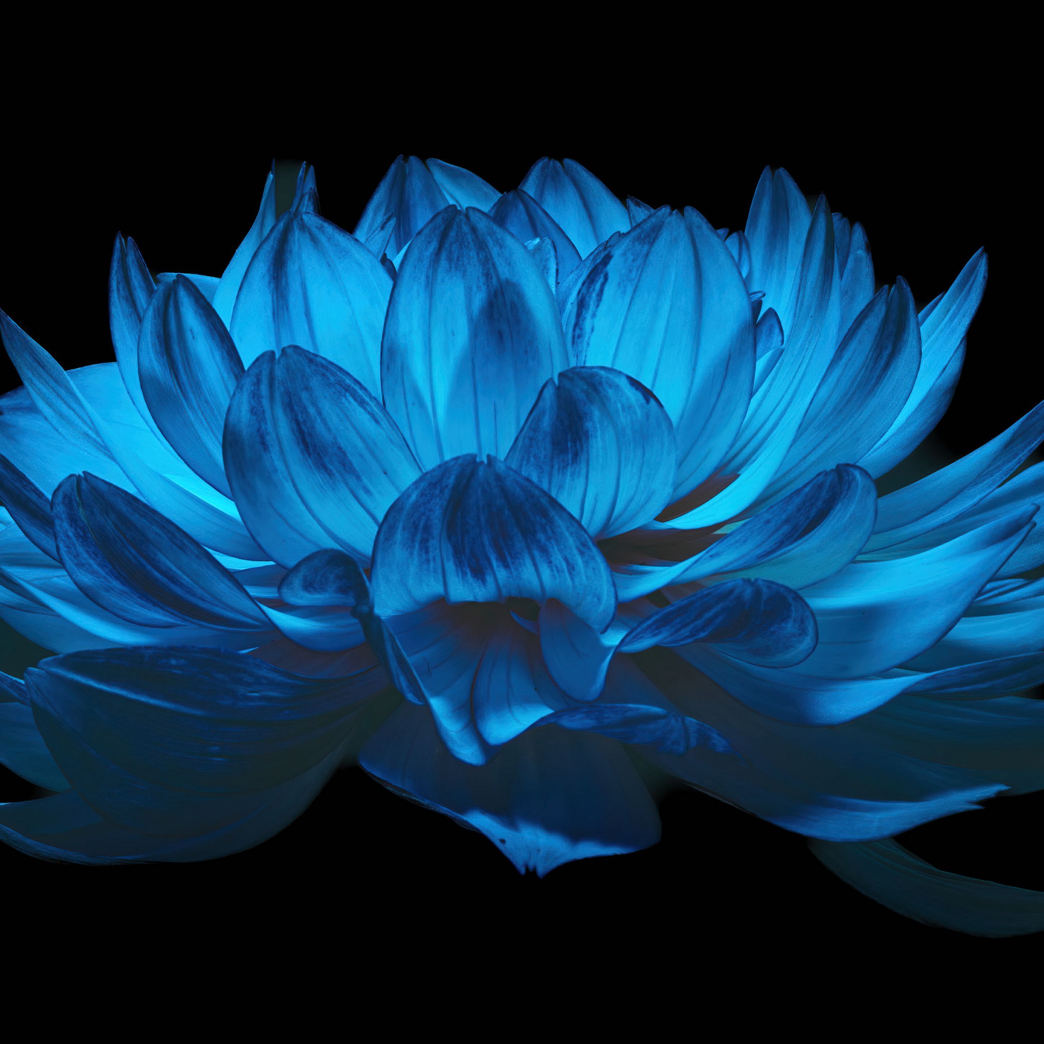 4k Blue Flowers Wallpapers Wallpaper Cave
