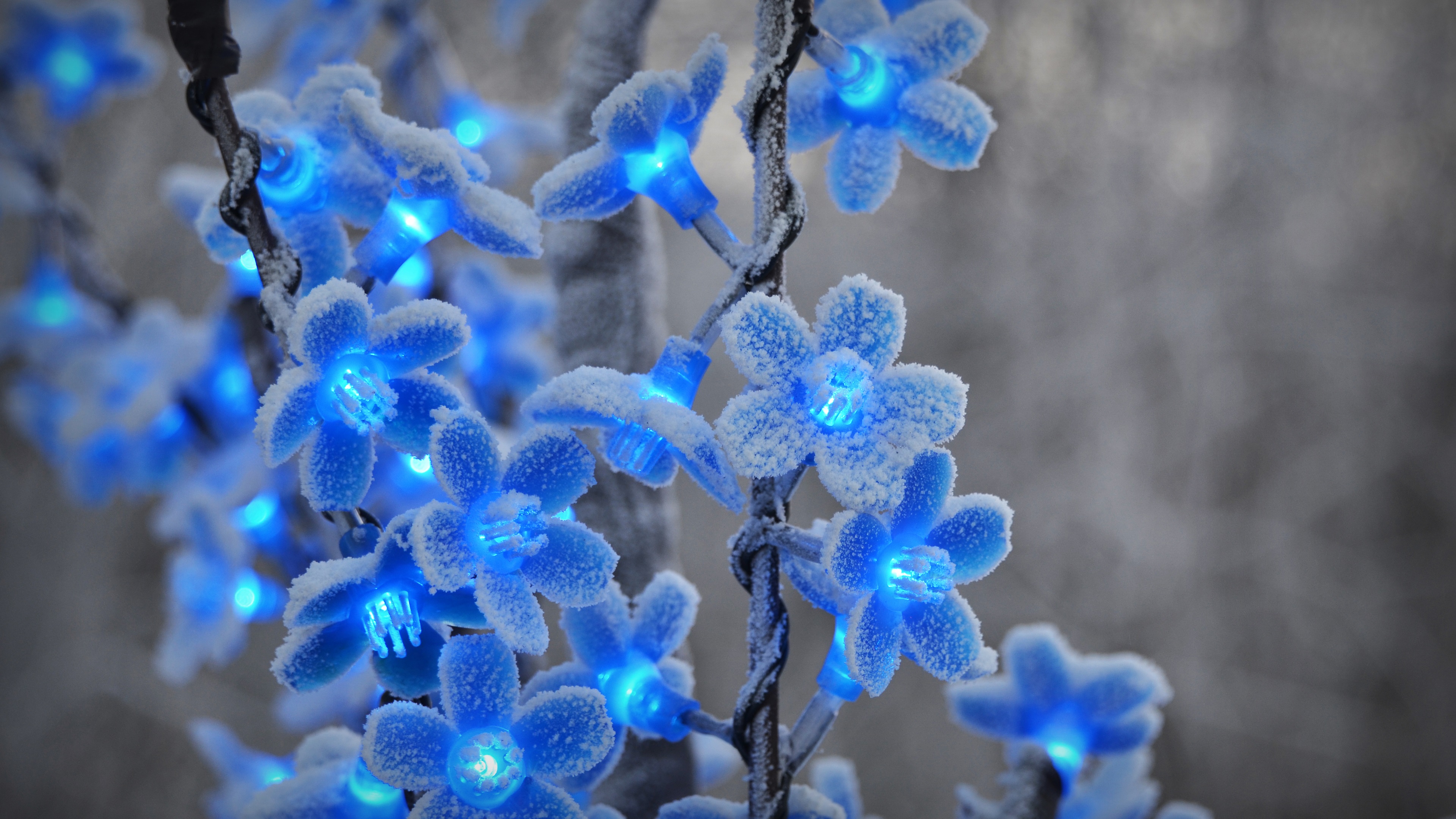 4k Blue Flowers Wallpapers Wallpaper Cave