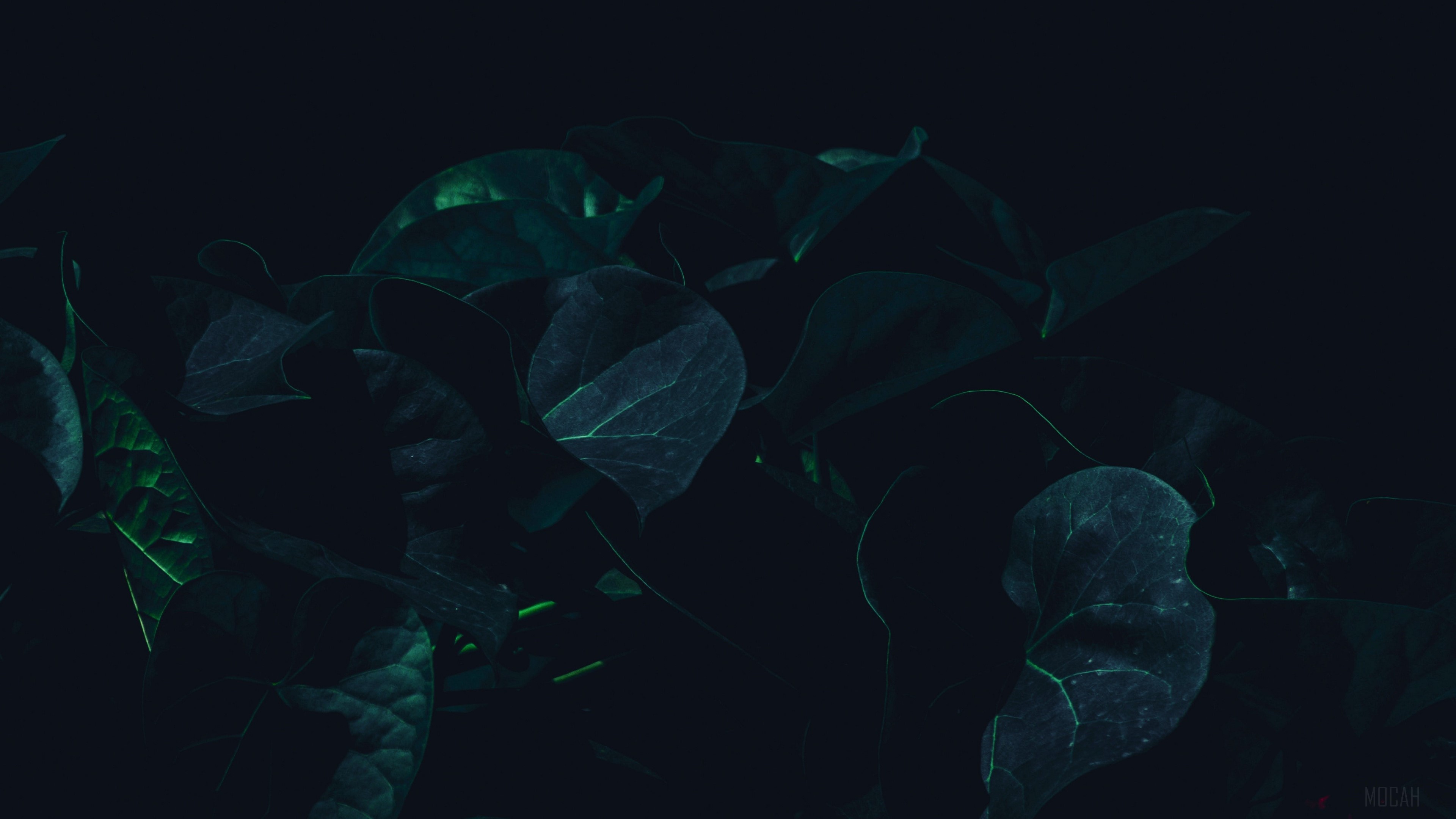Dark Green 4K Wallpapers Wallpaper Cave