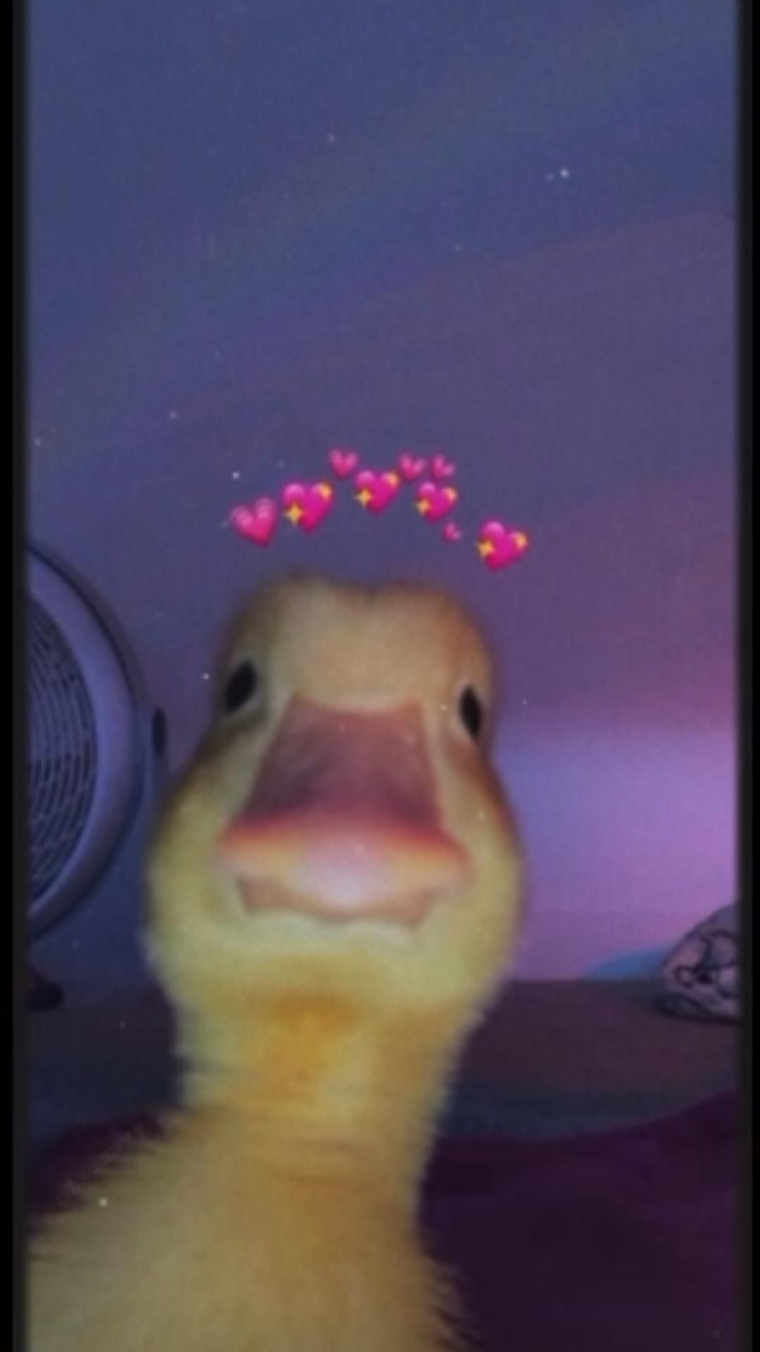 Duck Funny Wallpapers Wallpaper Cave