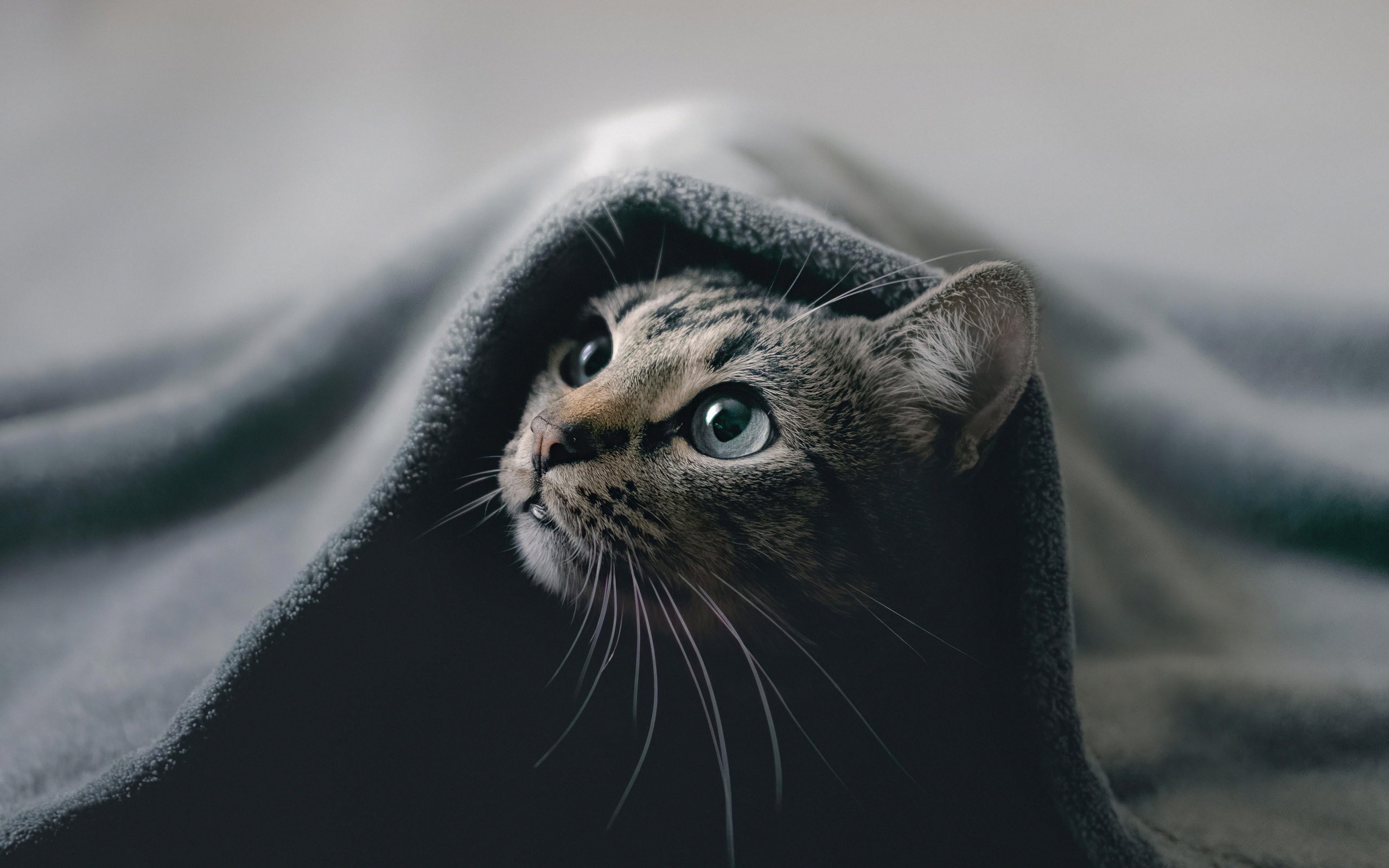 4k PC Cat Wallpapers Wallpaper Cave