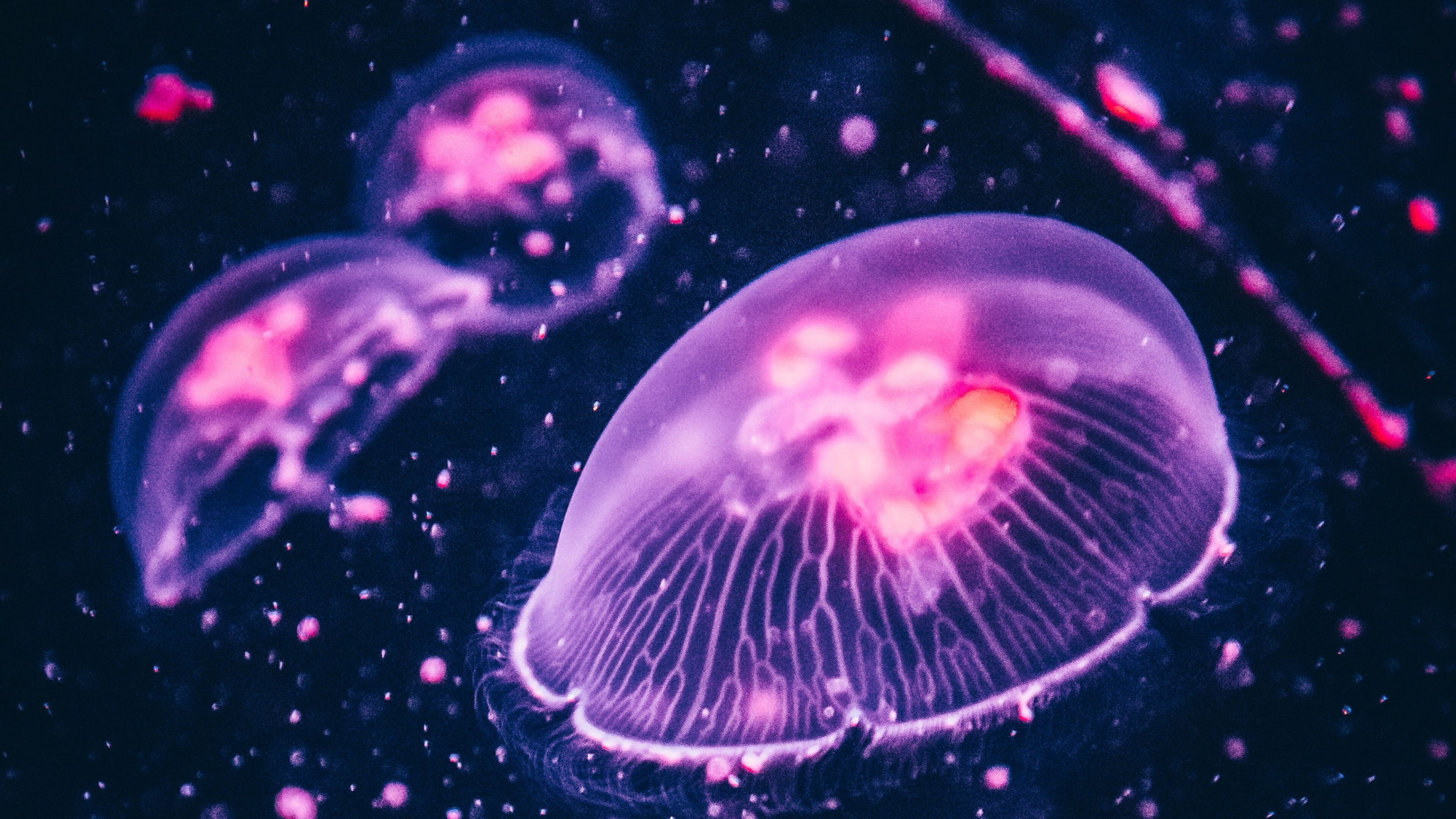 Jellyfish 4k Wallpapers Wallpaper Cave