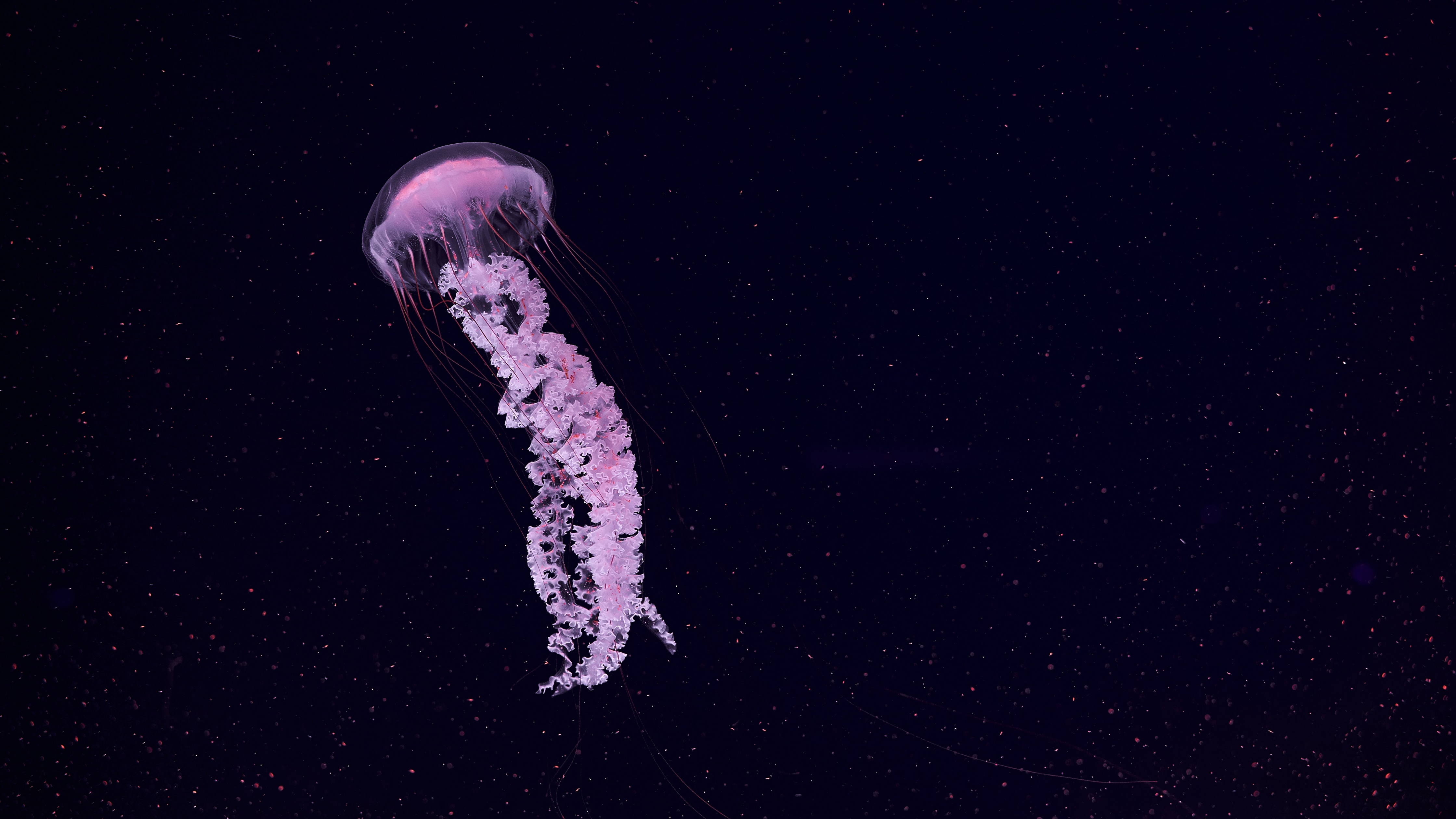 Jellyfish 4k Wallpapers Wallpaper Cave
