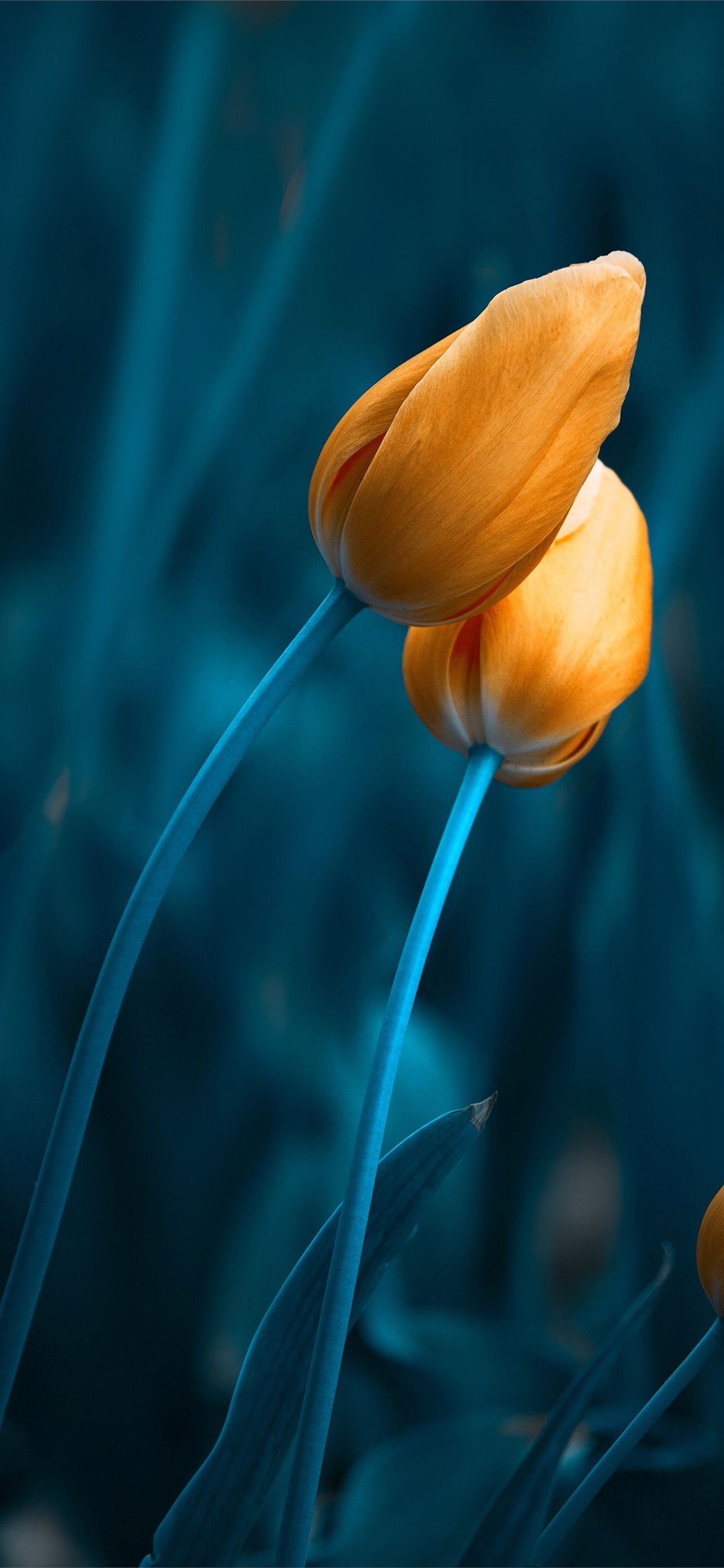 Tulip Aesthetic Wallpapers Wallpaper Cave