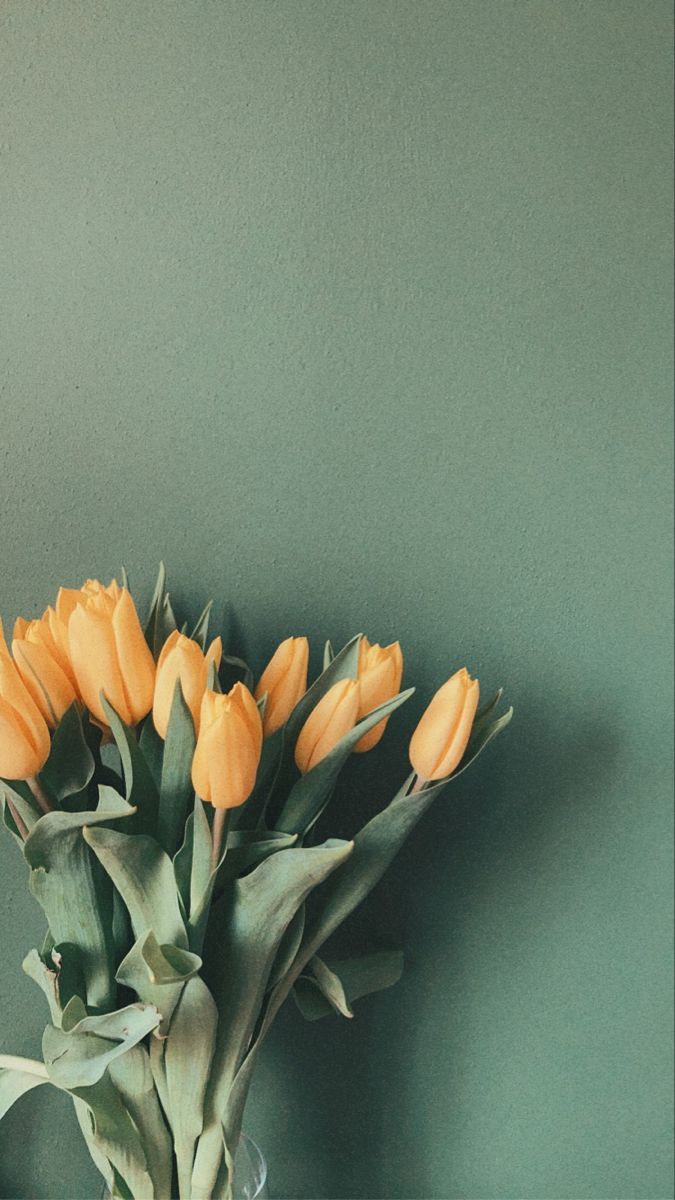 Tulip Aesthetic Wallpapers Wallpaper Cave