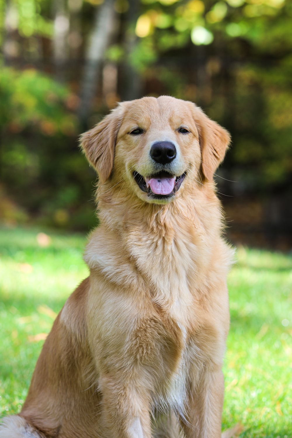 Dog Golden Retriever Wallpapers Wallpaper Cave