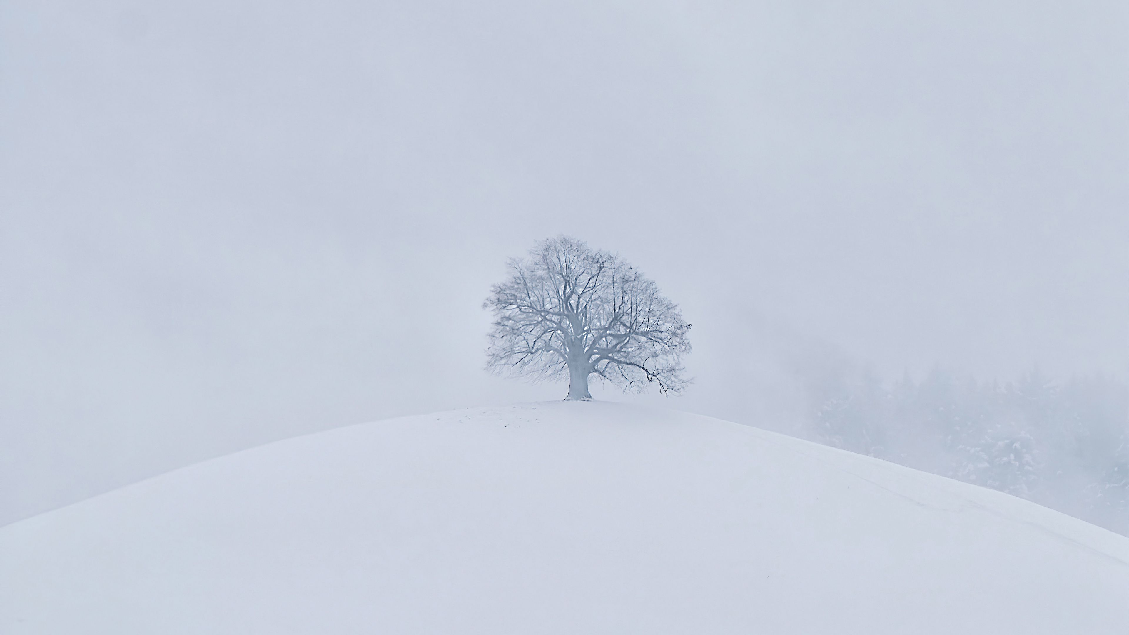 White Tree Snow 4k Wallpapers Wallpaper Cave