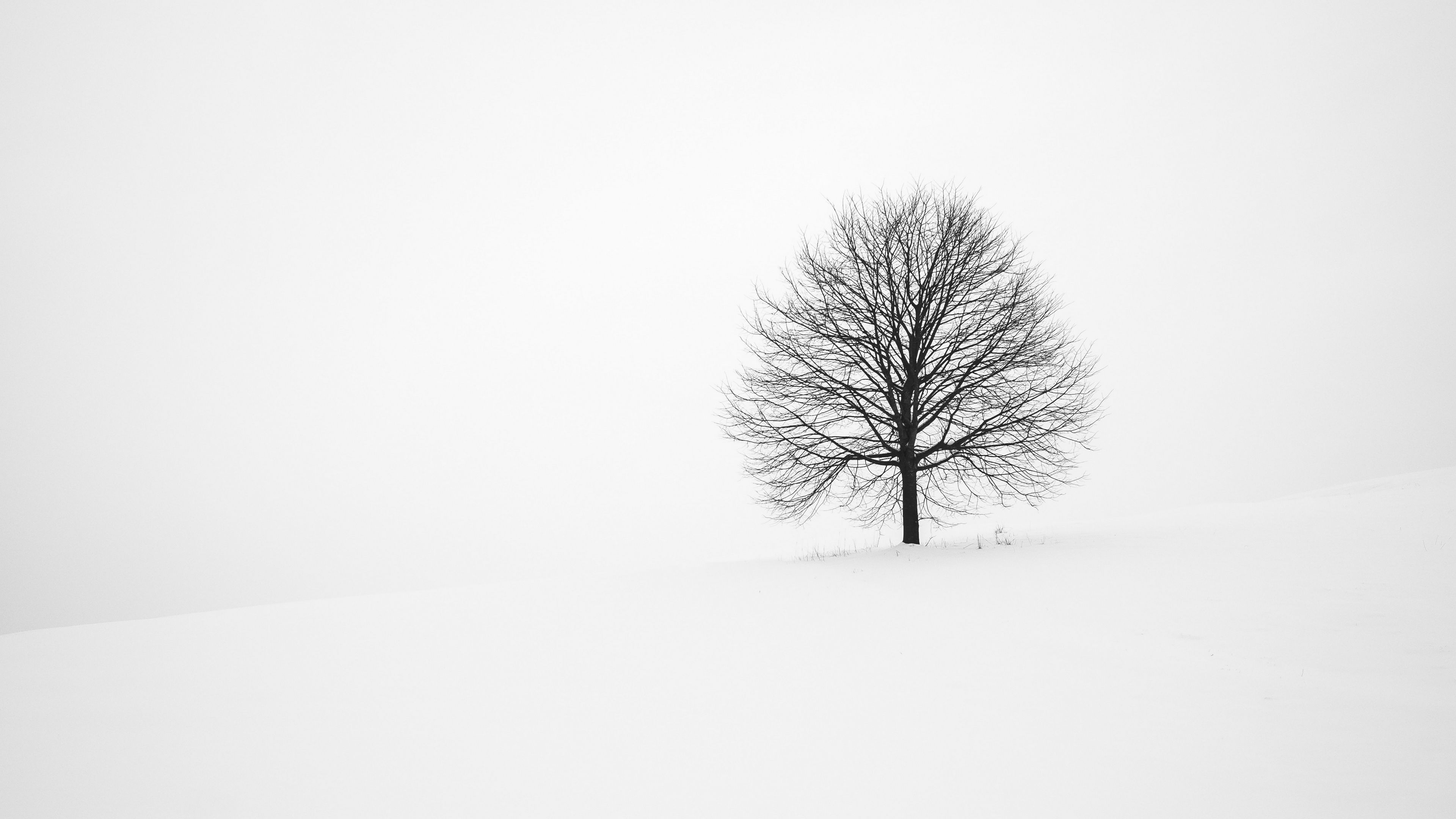 White Tree Snow 4k Wallpapers Wallpaper Cave