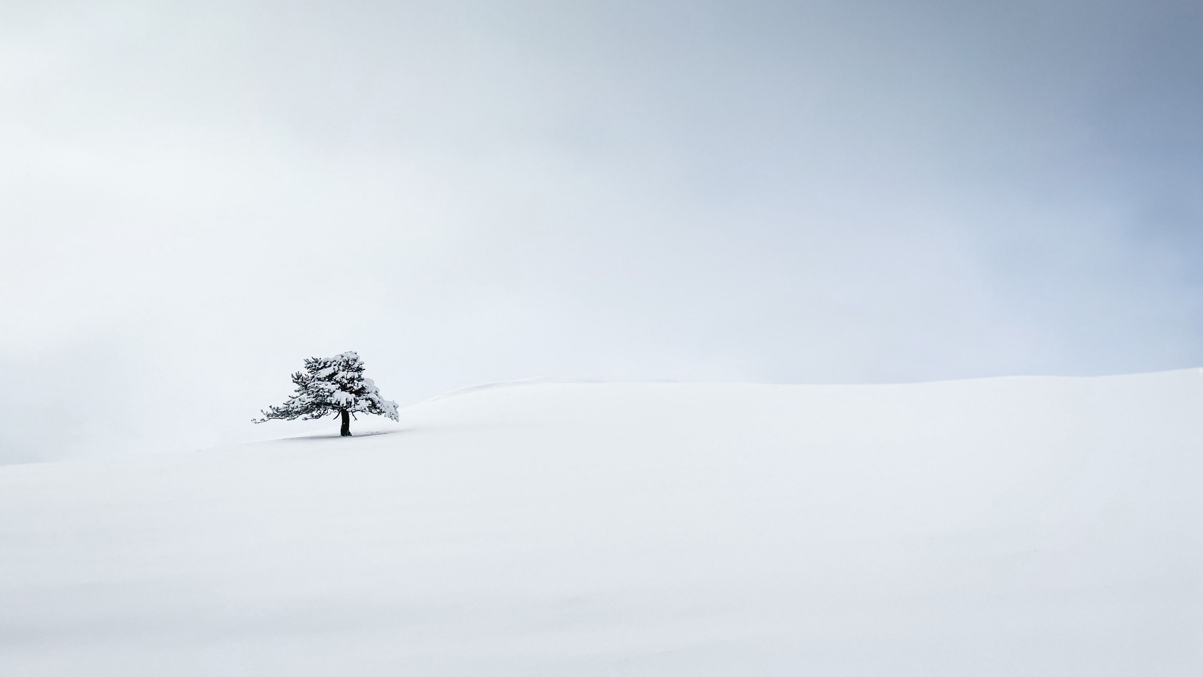White Tree Snow 4k Wallpapers Wallpaper Cave