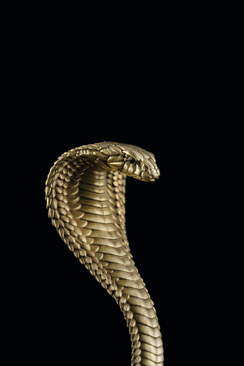 Snake Black And Gold Wallpapers Wallpaper Cave