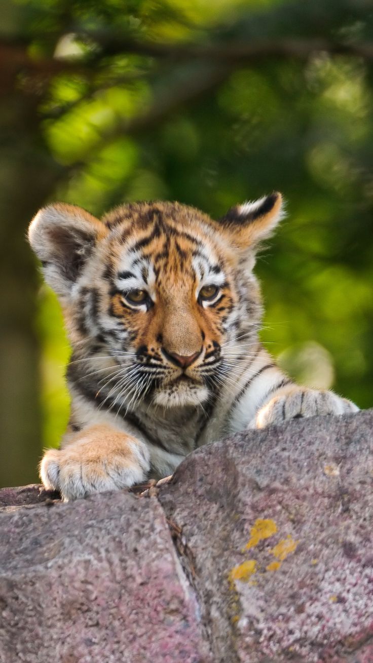 Cute Zoo Animals Wallpapers Wallpaper Cave