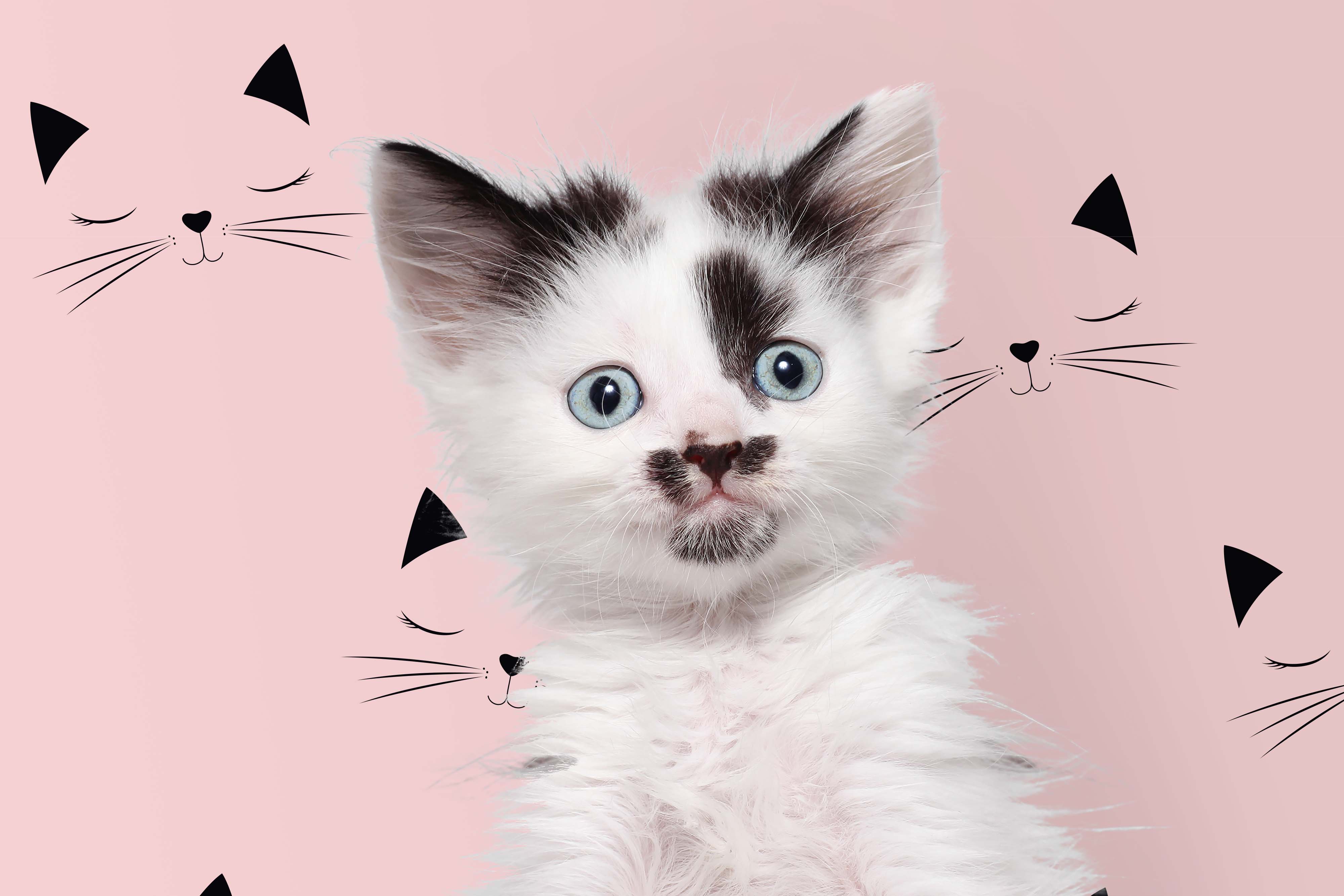 Cute Pink Cats Wallpapers Wallpaper Cave
