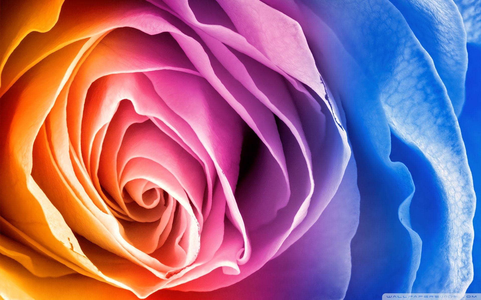Colorful Rose Wallpapers Wallpaper Cave