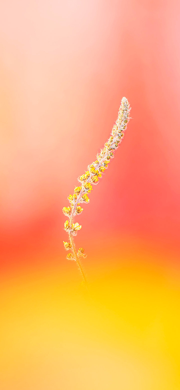 Orange Mobile Wallpapers Wallpaper Cave