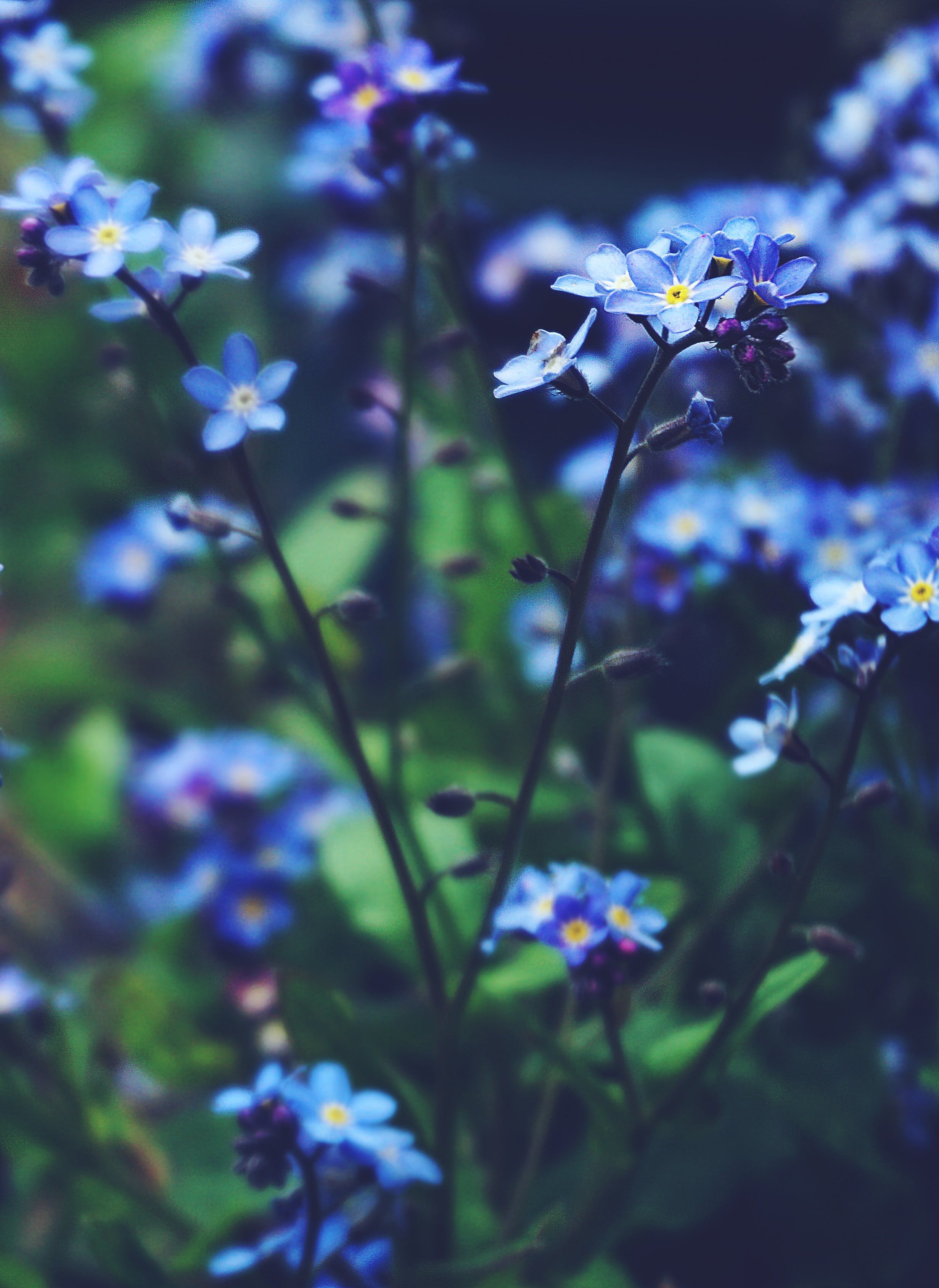 Blue Flowers iPhone Wallpapers Wallpaper Cave