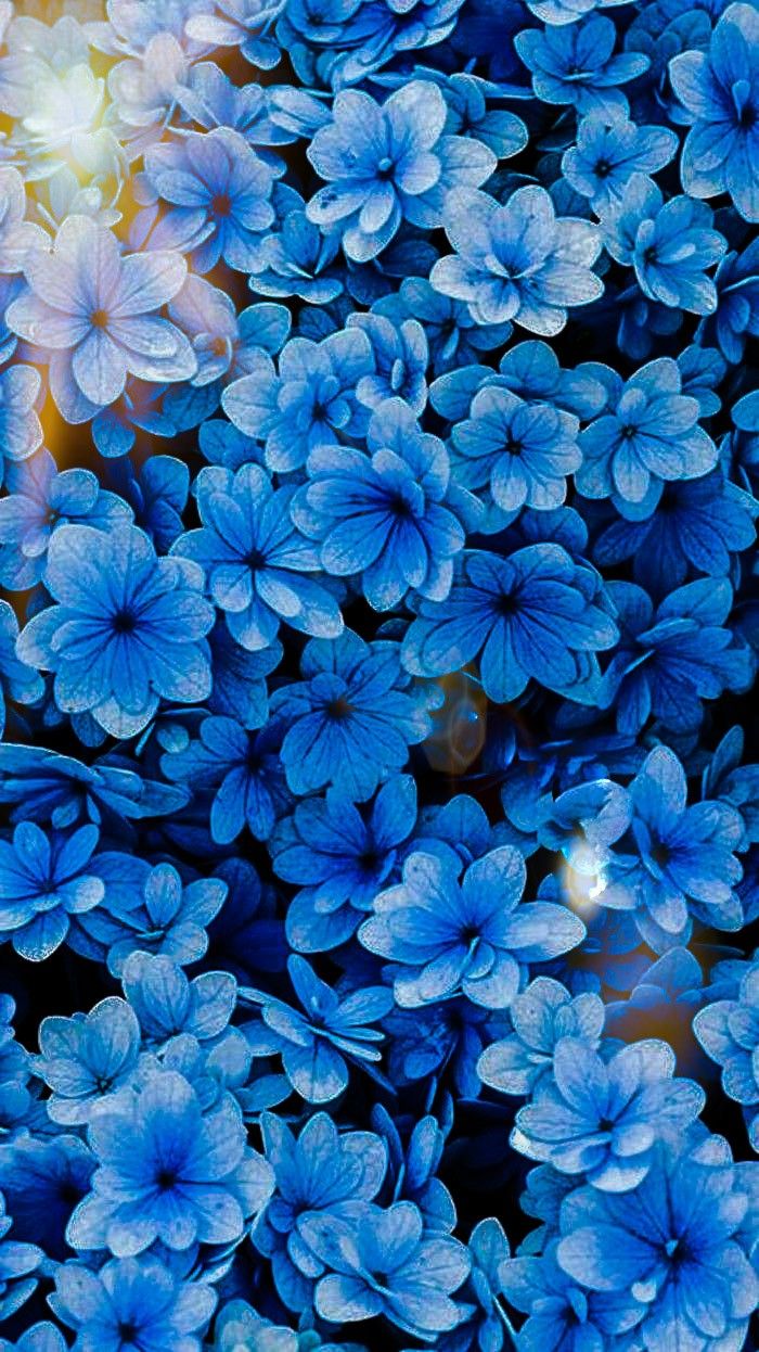 Blue Flowers iPhone Wallpapers Wallpaper Cave