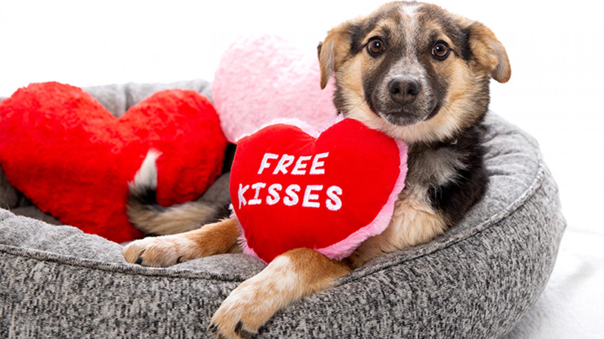 Valentine's Day Pet Wallpapers Wallpaper Cave