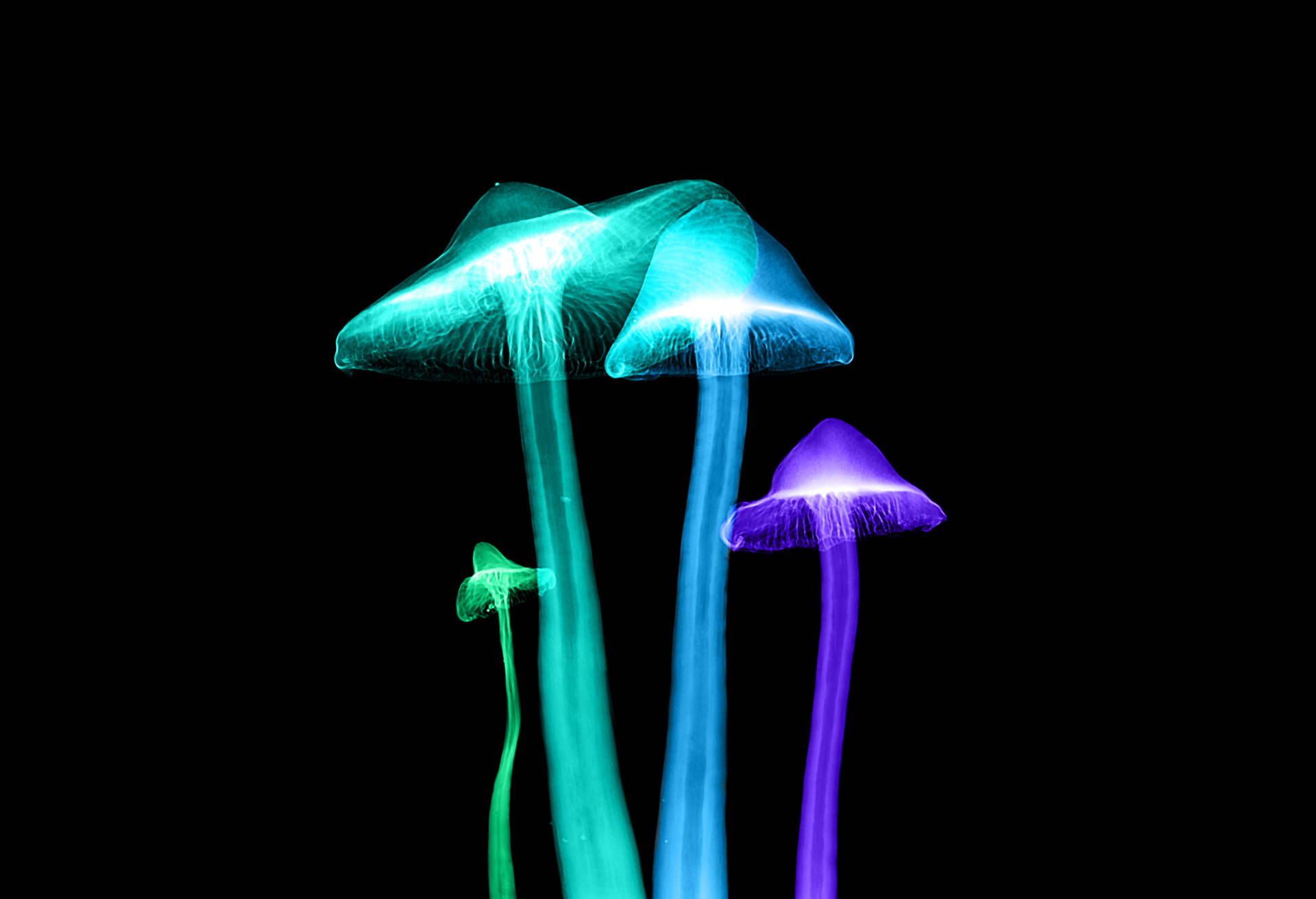 Glowing Mushroom Wallpapers Wallpaper Cave