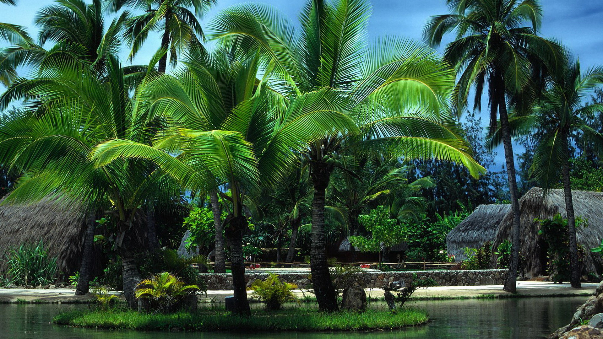 Tropical Garden Wallpapers Wallpaper Cave