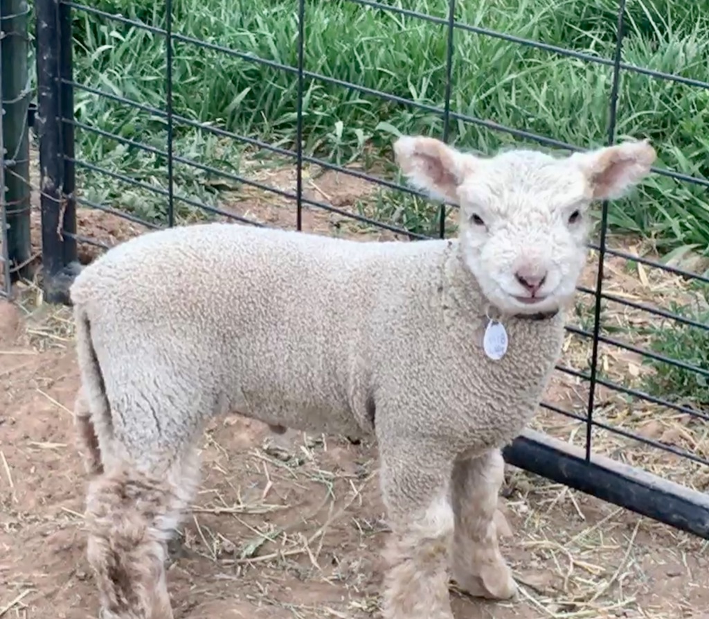 Southdown Sheep Wallpapers Wallpaper Cave