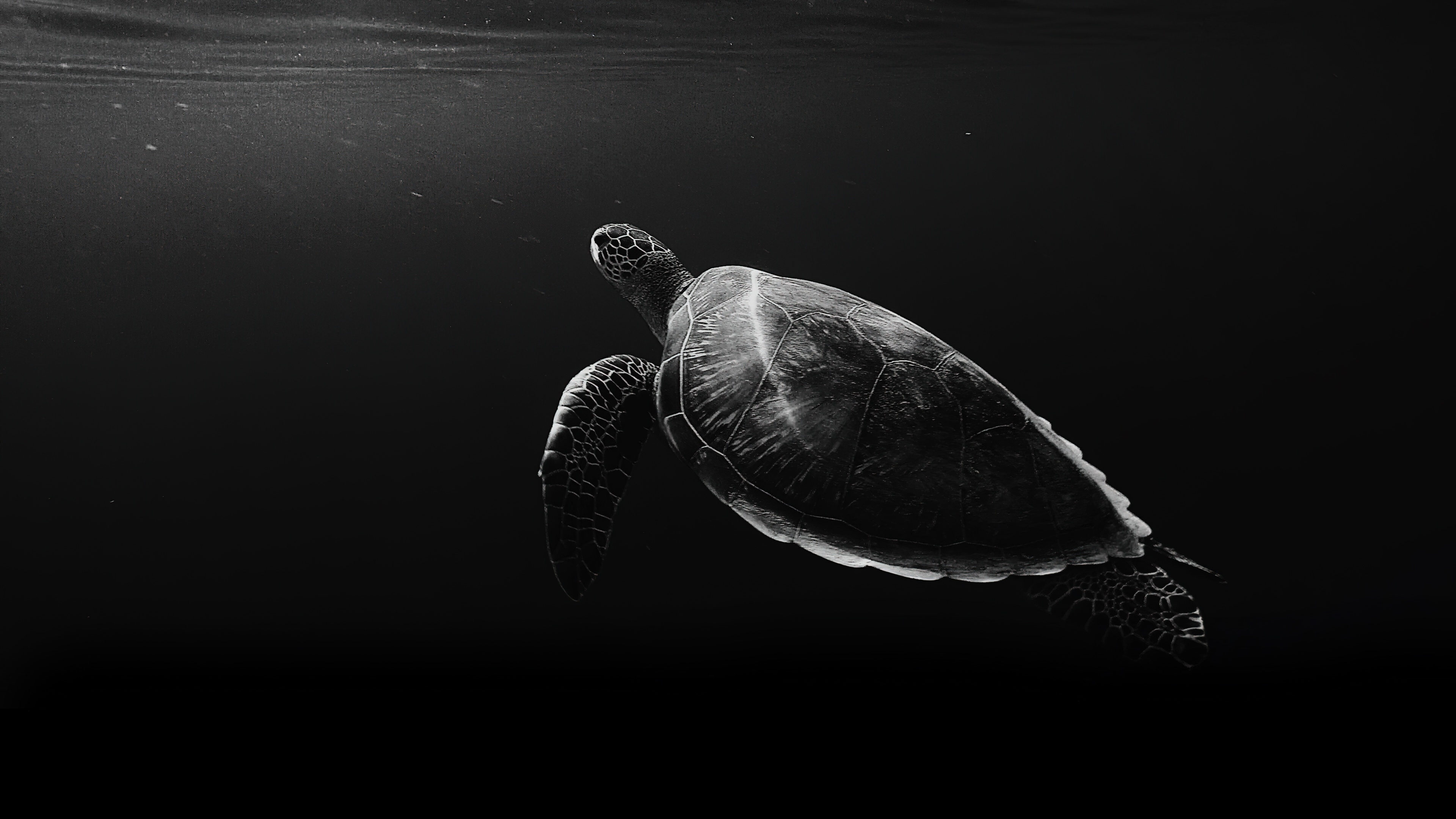 Sea Turtle 4k Wallpapers Wallpaper Cave