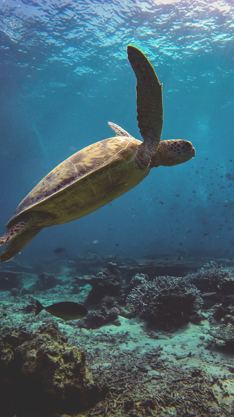 Sea Turtle iPhone Wallpapers Wallpaper Cave