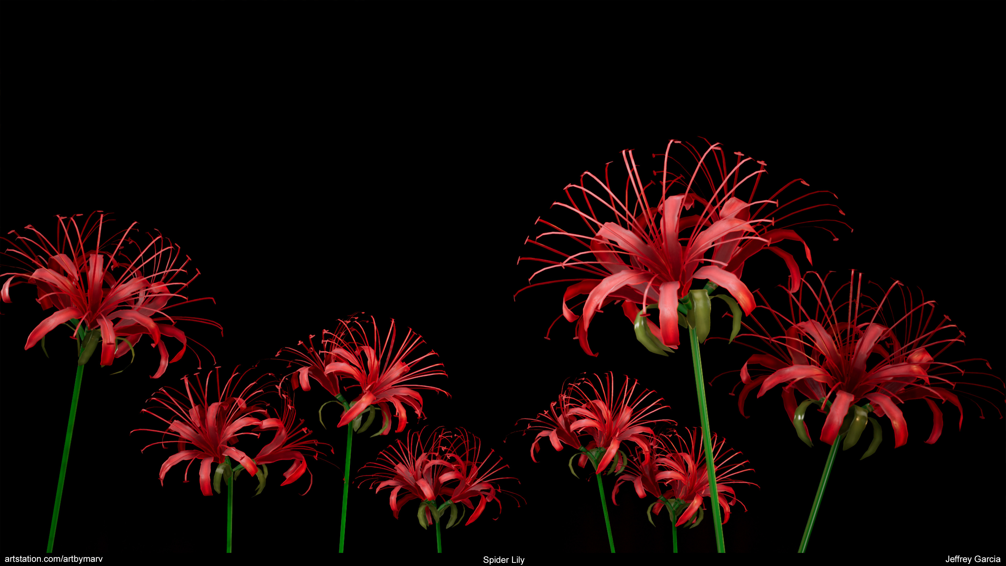 Red Spider Lily 4k Wallpapers Wallpaper Cave