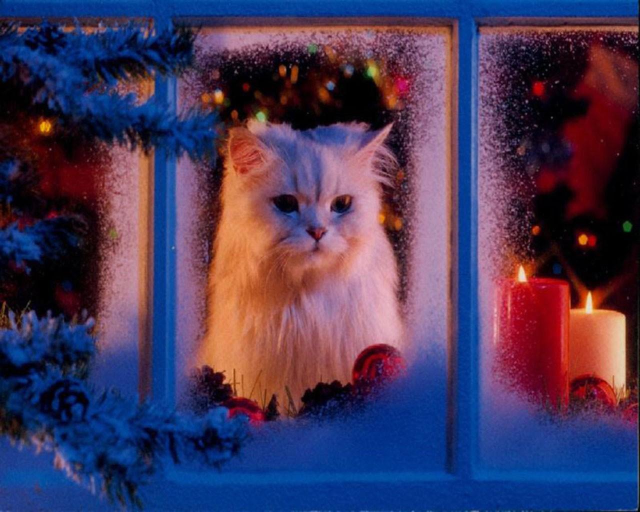 Cute Christmas Cats Wallpapers Wallpaper Cave