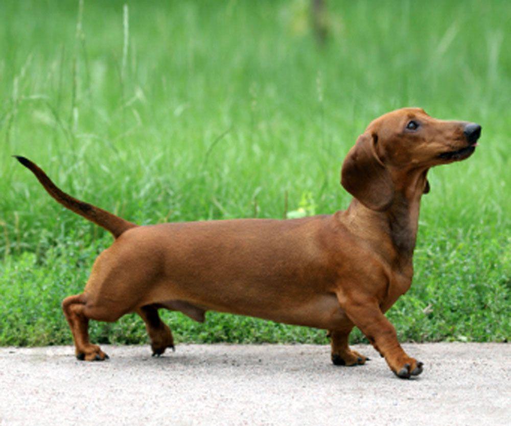 Sausage Dog Wallpapers Wallpaper Cave