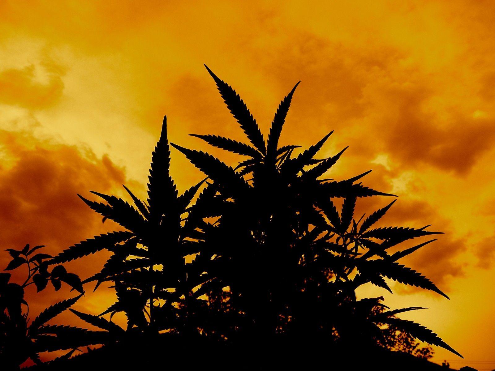 Ganja Wallpapers Wallpaper Cave