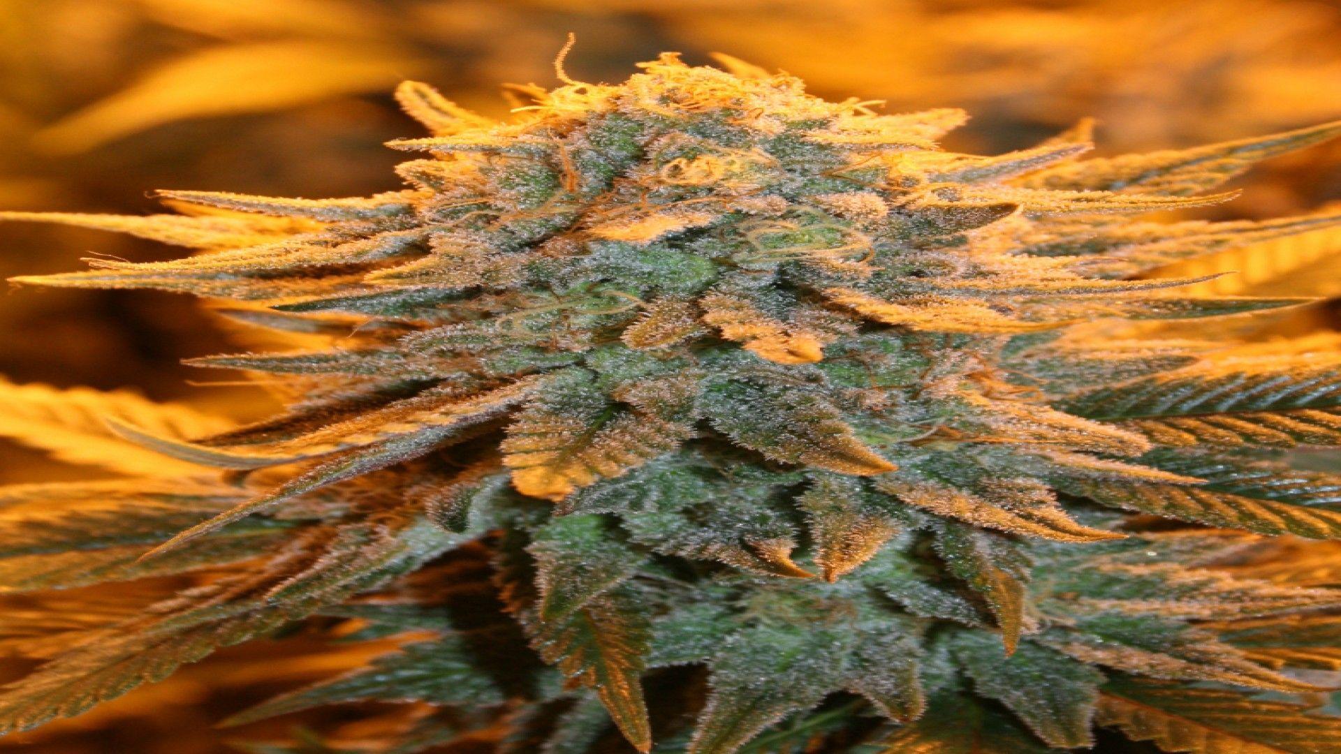 Ganja Wallpapers Wallpaper Cave