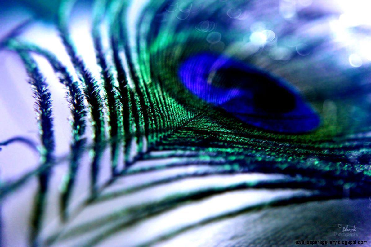 Peacock Feathers Wallpapers Wallpaper Cave