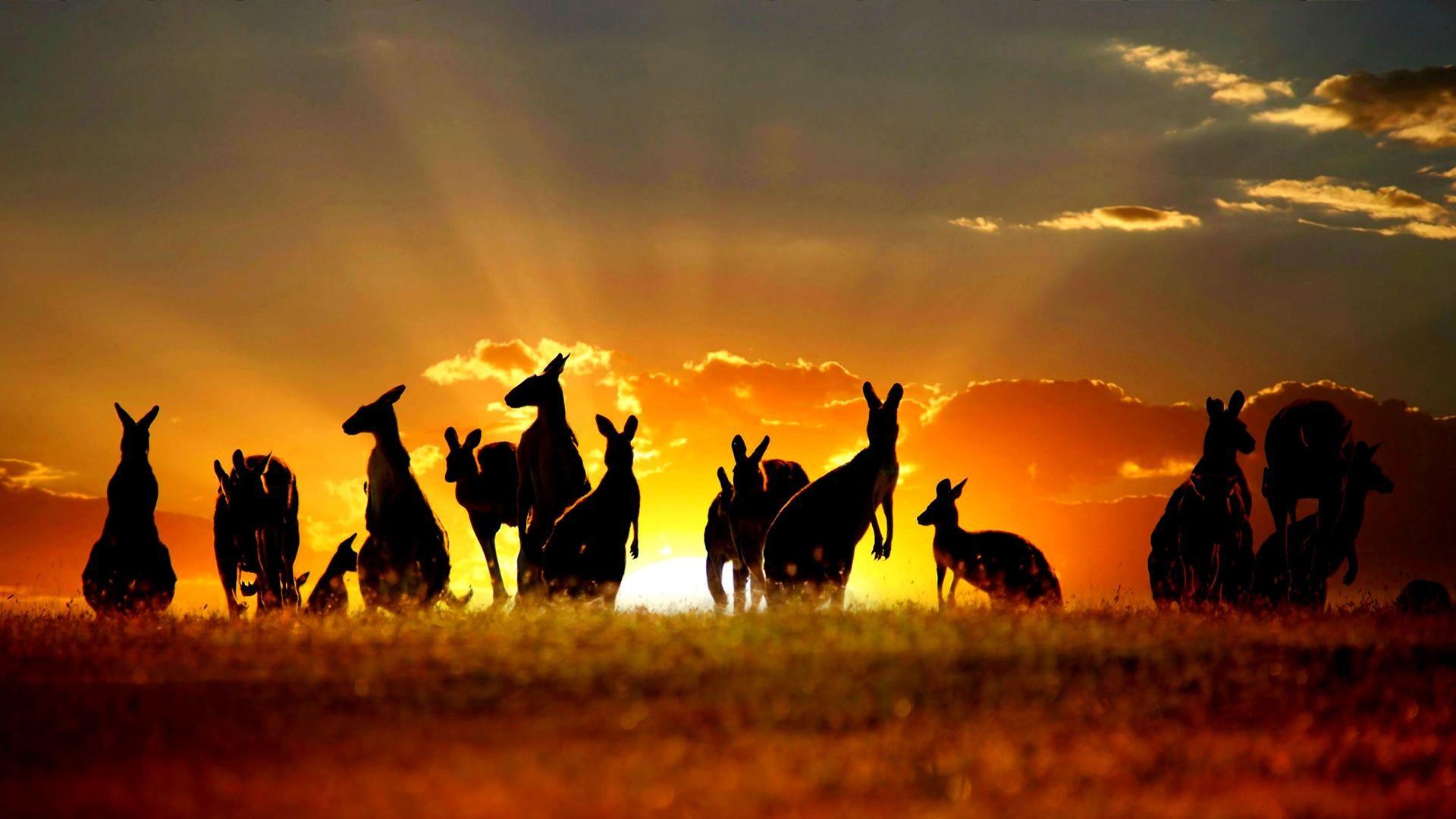 Australia Wallpapers Wallpaper Cave
