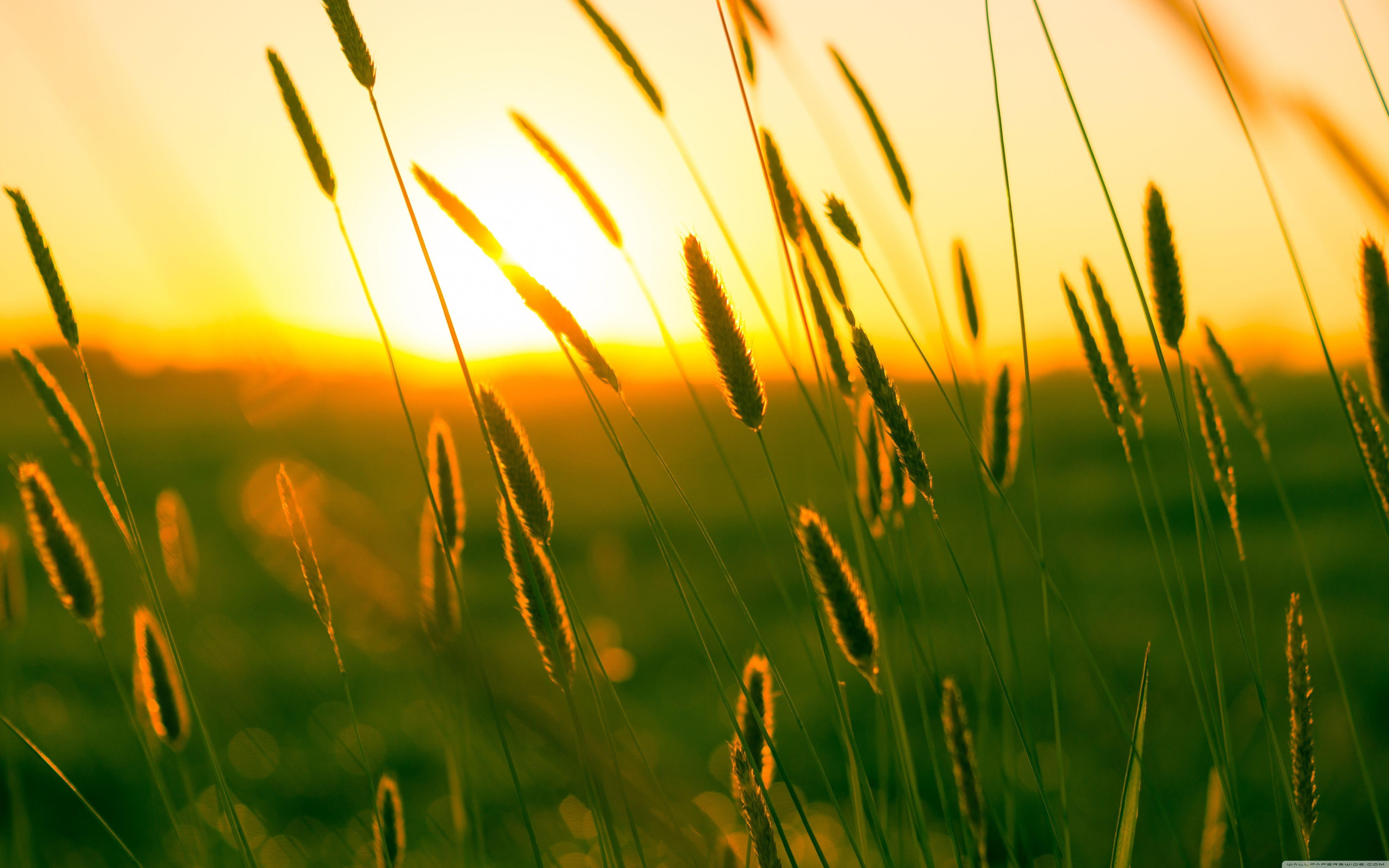 Summer Wallpapers Wallpaper Cave