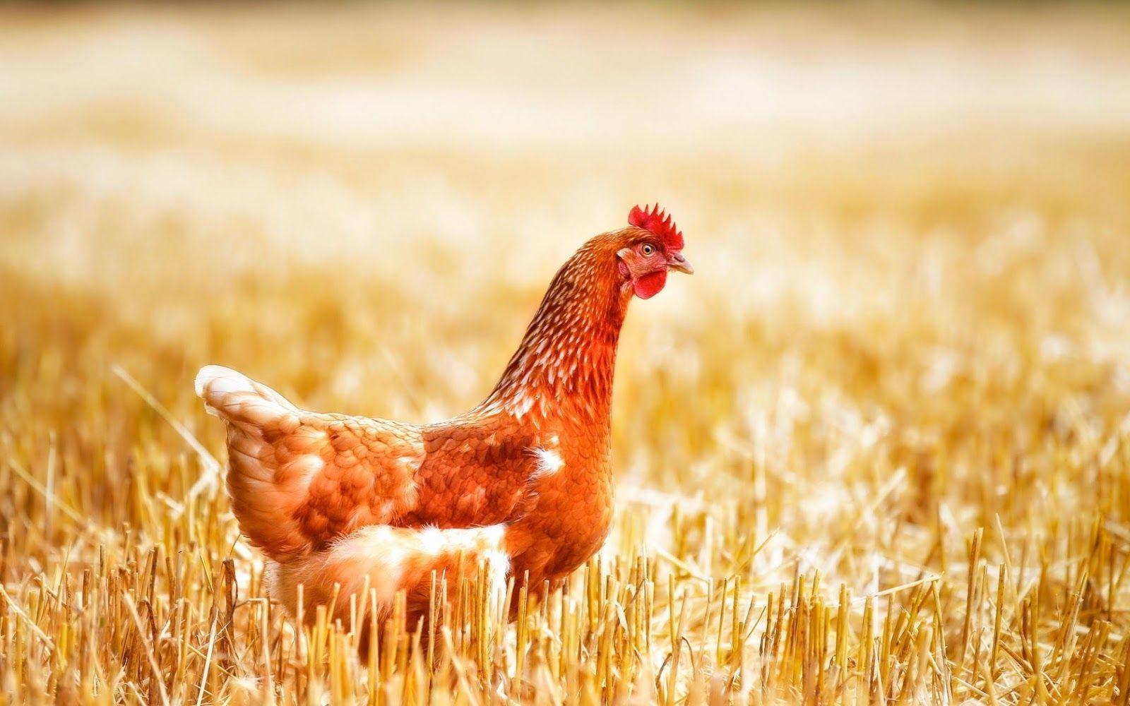 Chicken Wallpapers Wallpaper Cave