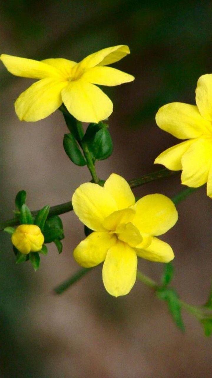 Motorola Wallpapers Wallpaper Cave