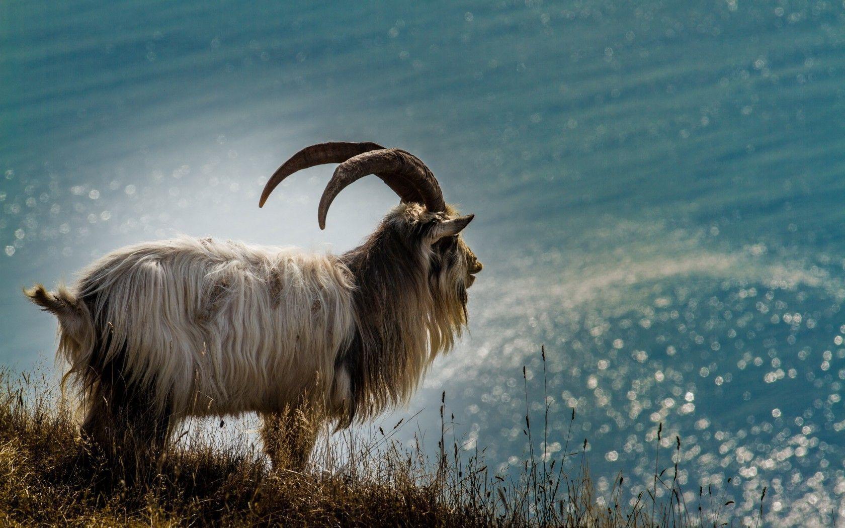 Goat Wallpapers Wallpaper Cave