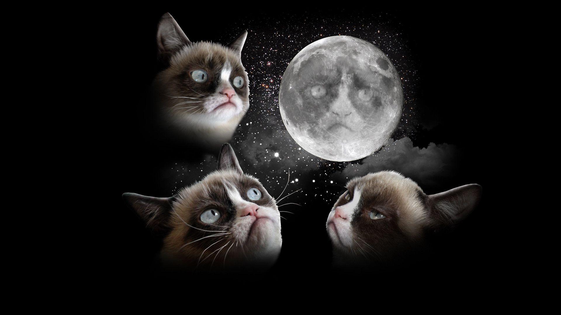 Grumpy Cat Wallpapers Wallpaper Cave