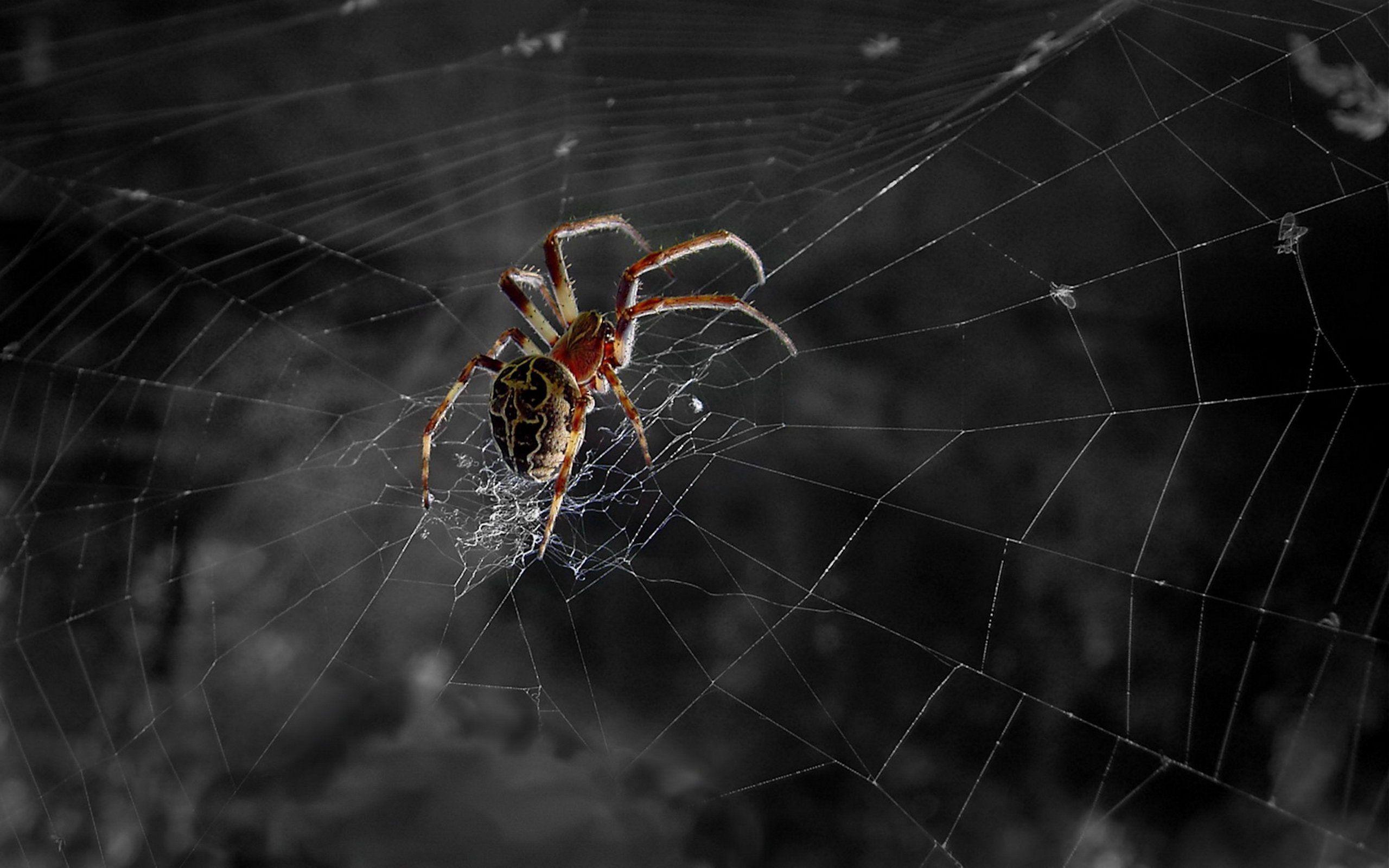 Spiders Wallpapers Wallpaper Cave