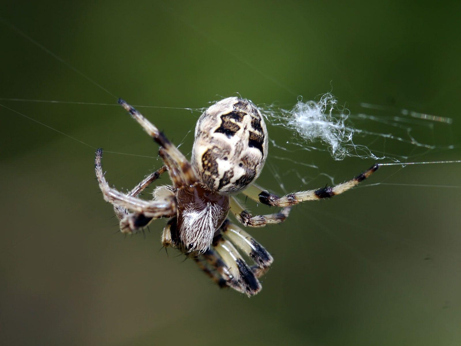 Spiders Wallpapers Wallpaper Cave