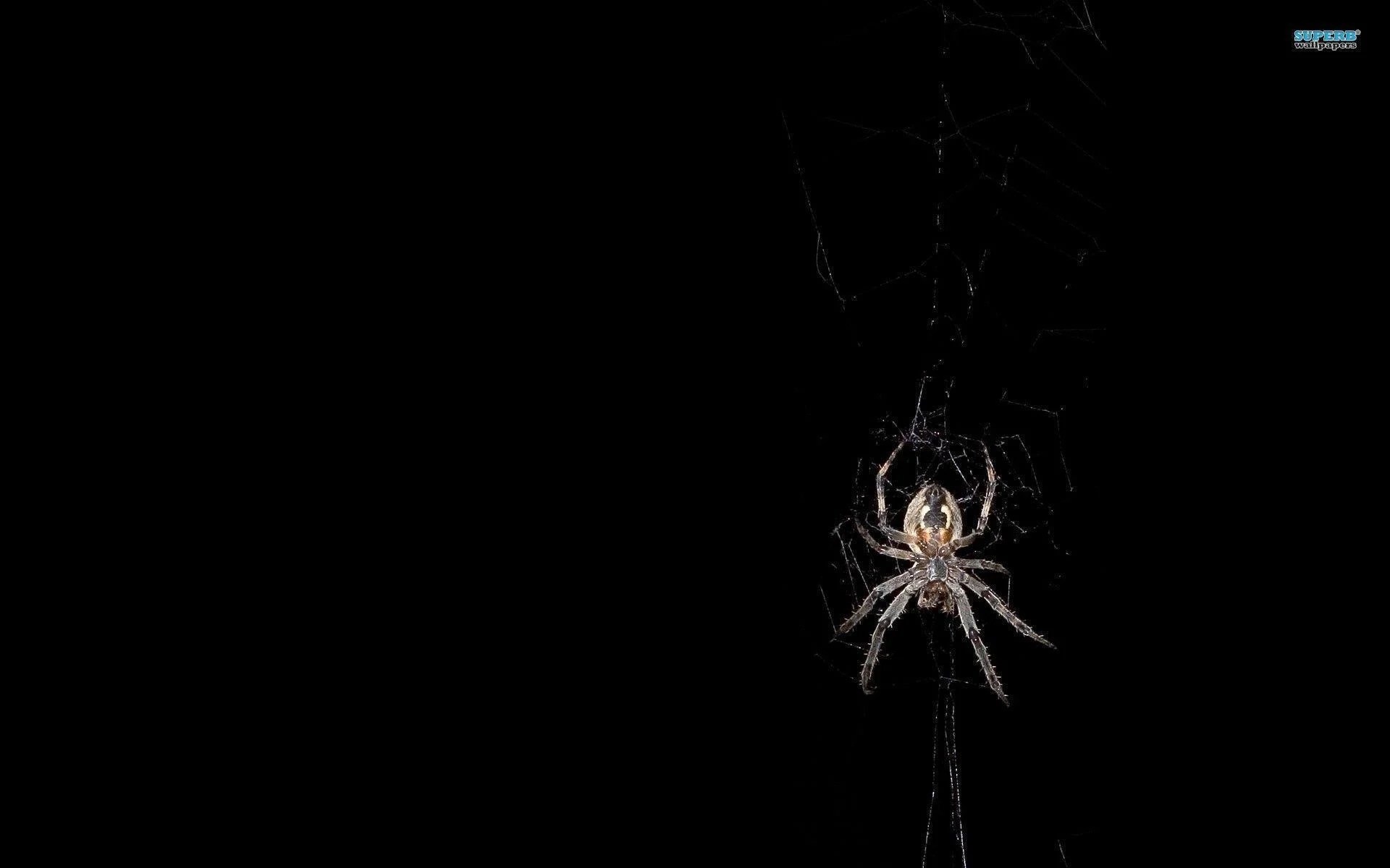 Spiders Wallpapers Wallpaper Cave