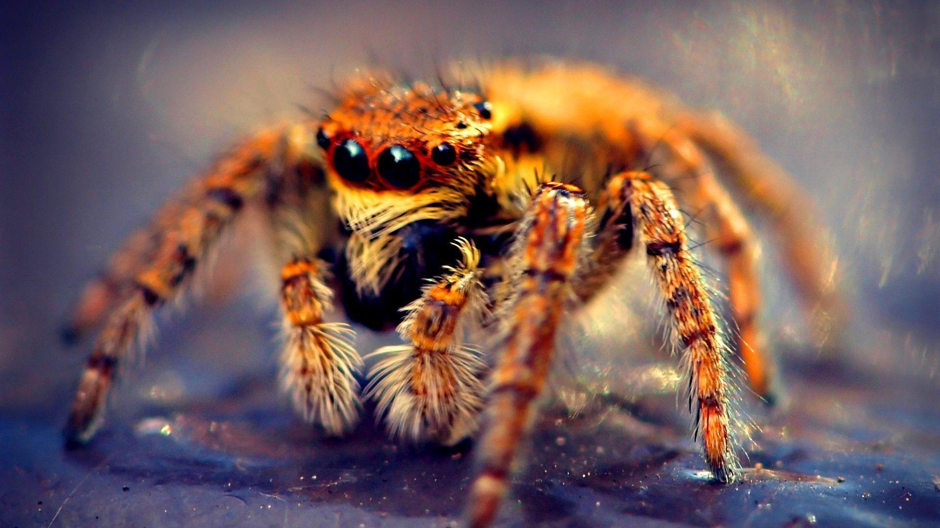 Spiders Wallpapers Wallpaper Cave