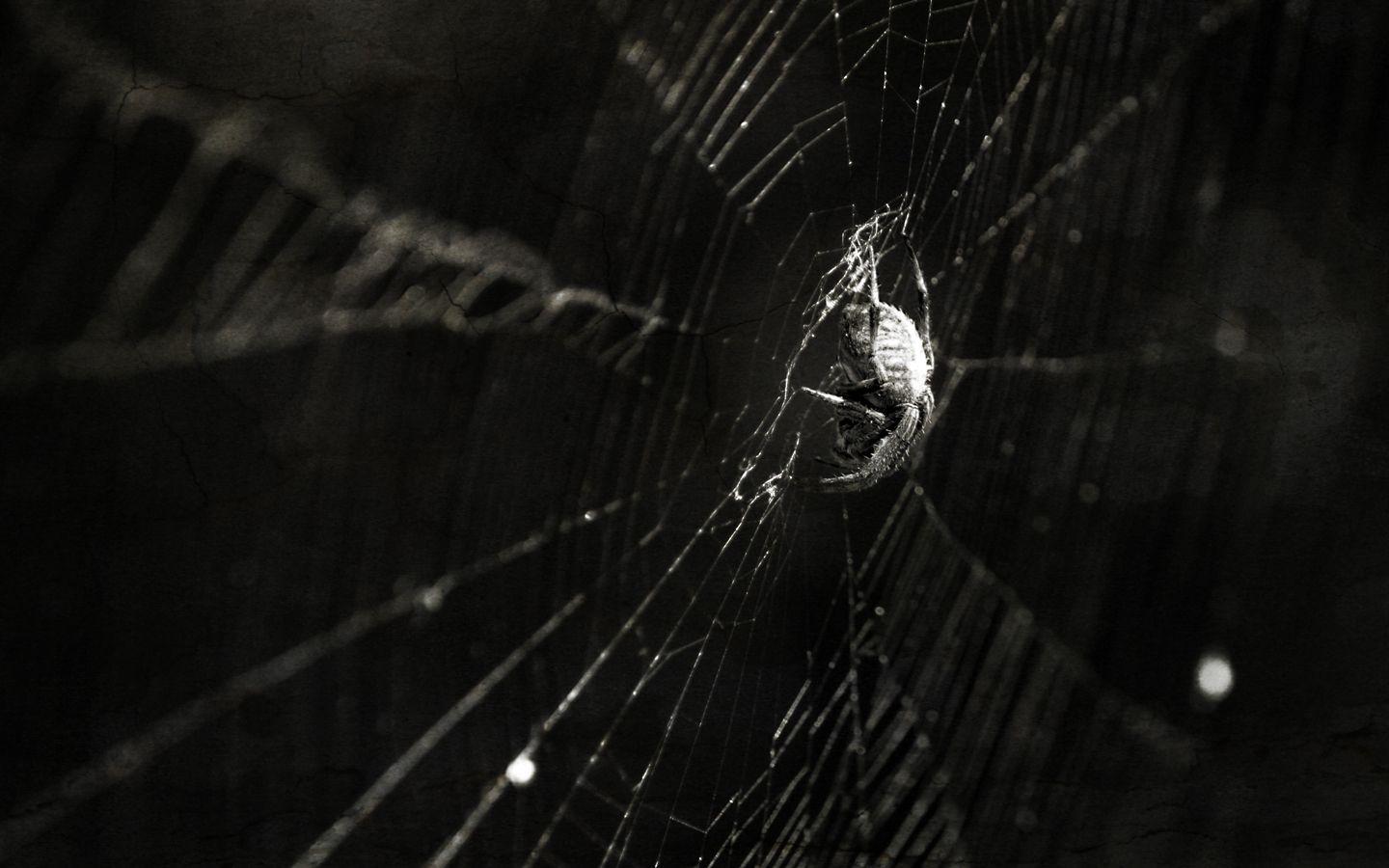 Spiders Wallpapers Wallpaper Cave