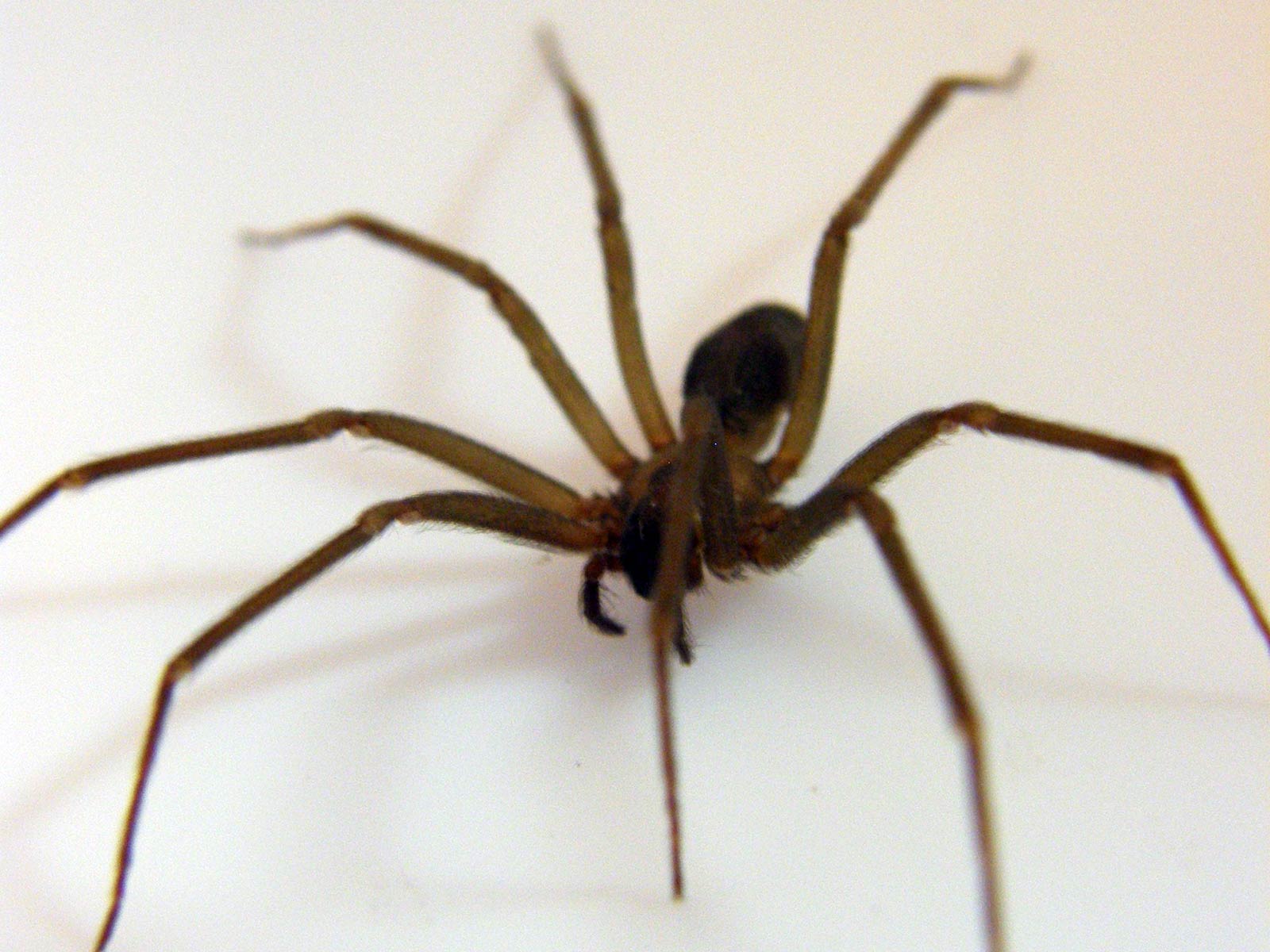 Spiders Wallpapers Wallpaper Cave