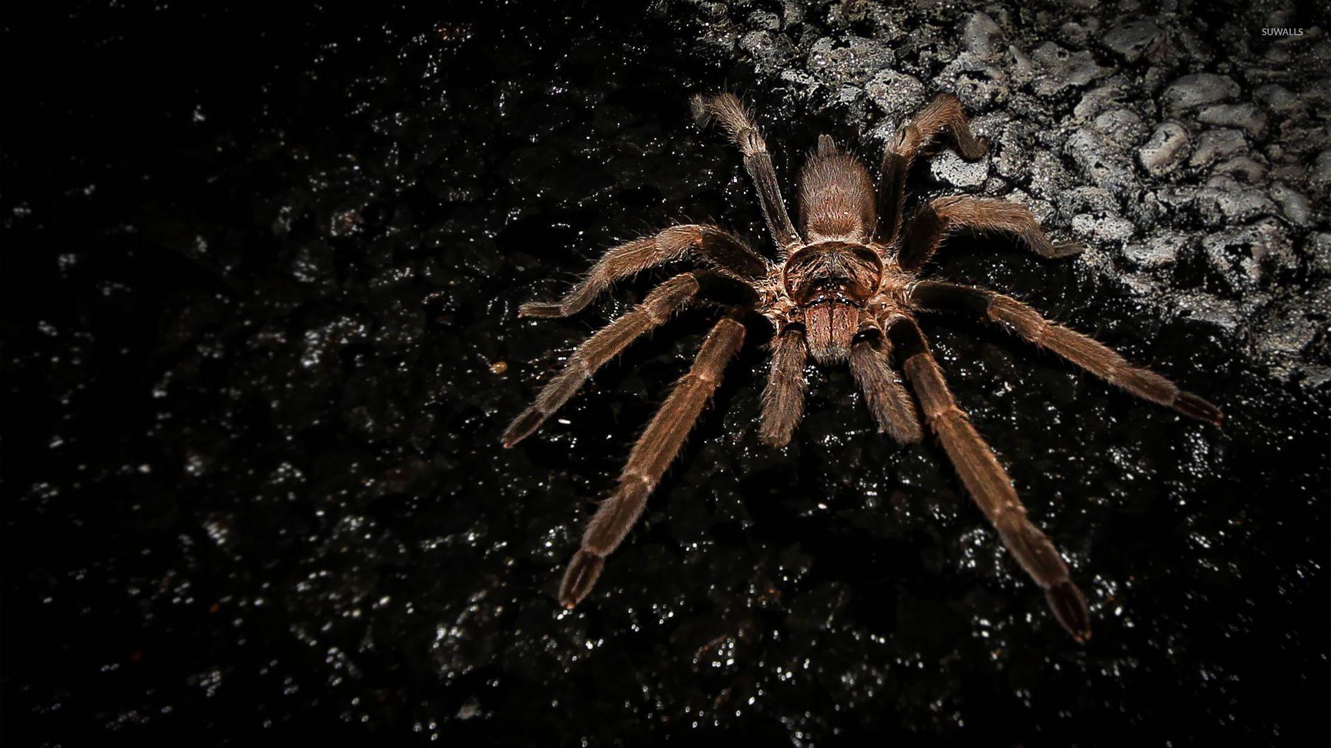 Spiders Wallpapers Wallpaper Cave
