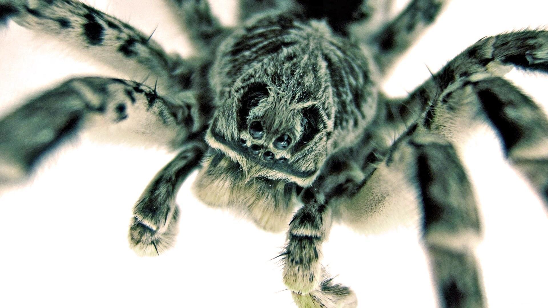 Spiders Wallpapers Wallpaper Cave