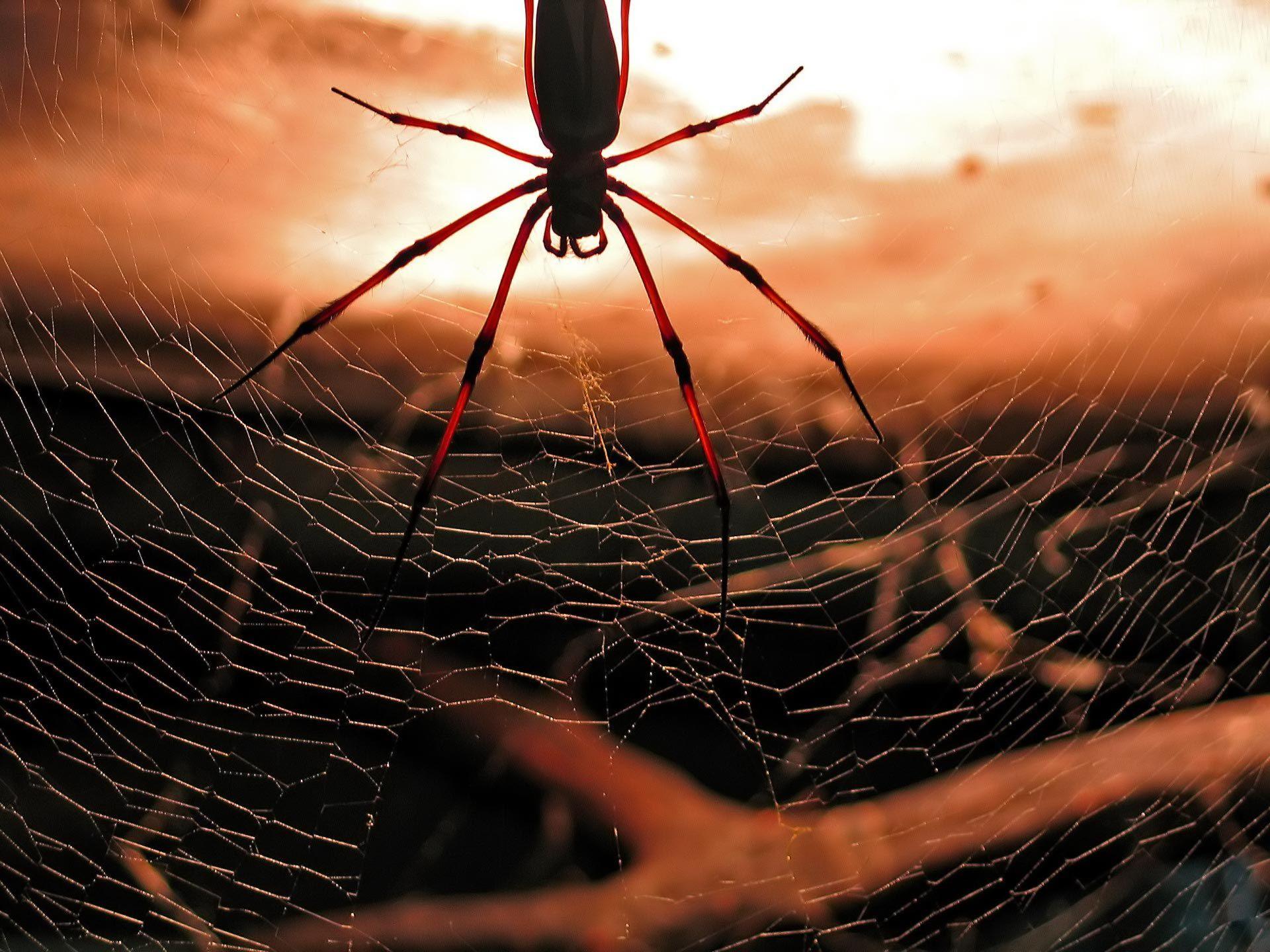Spiders Wallpapers Wallpaper Cave