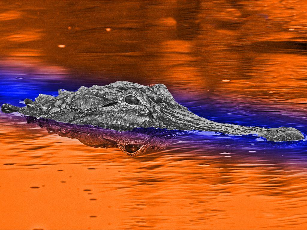 Florida Gators Wallpapers Wallpaper Cave